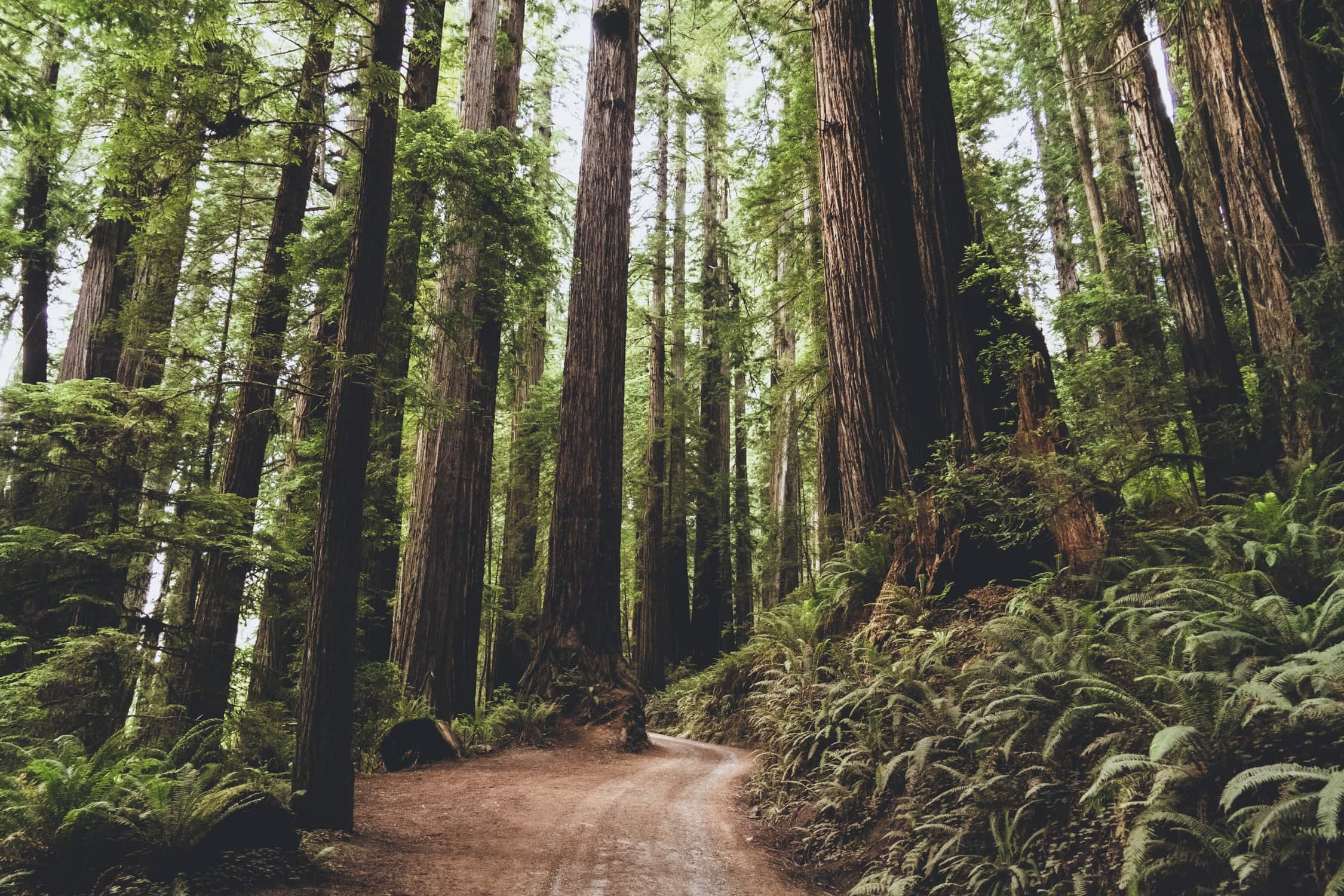 Redwood National Park, Elopement guide, Unforgettable wedding location, Romantic ambiance, 2250x1500 HD Desktop