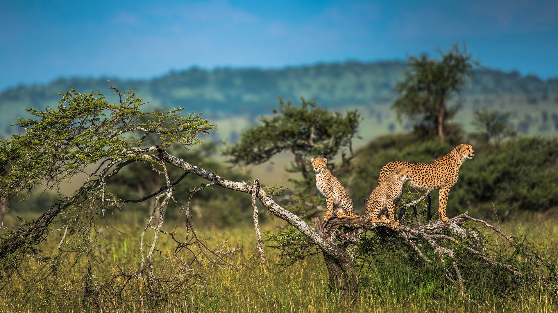 Serengeti National Park, Tanzanian images, African wildlife, Natural wonder, 1920x1080 Full HD Desktop