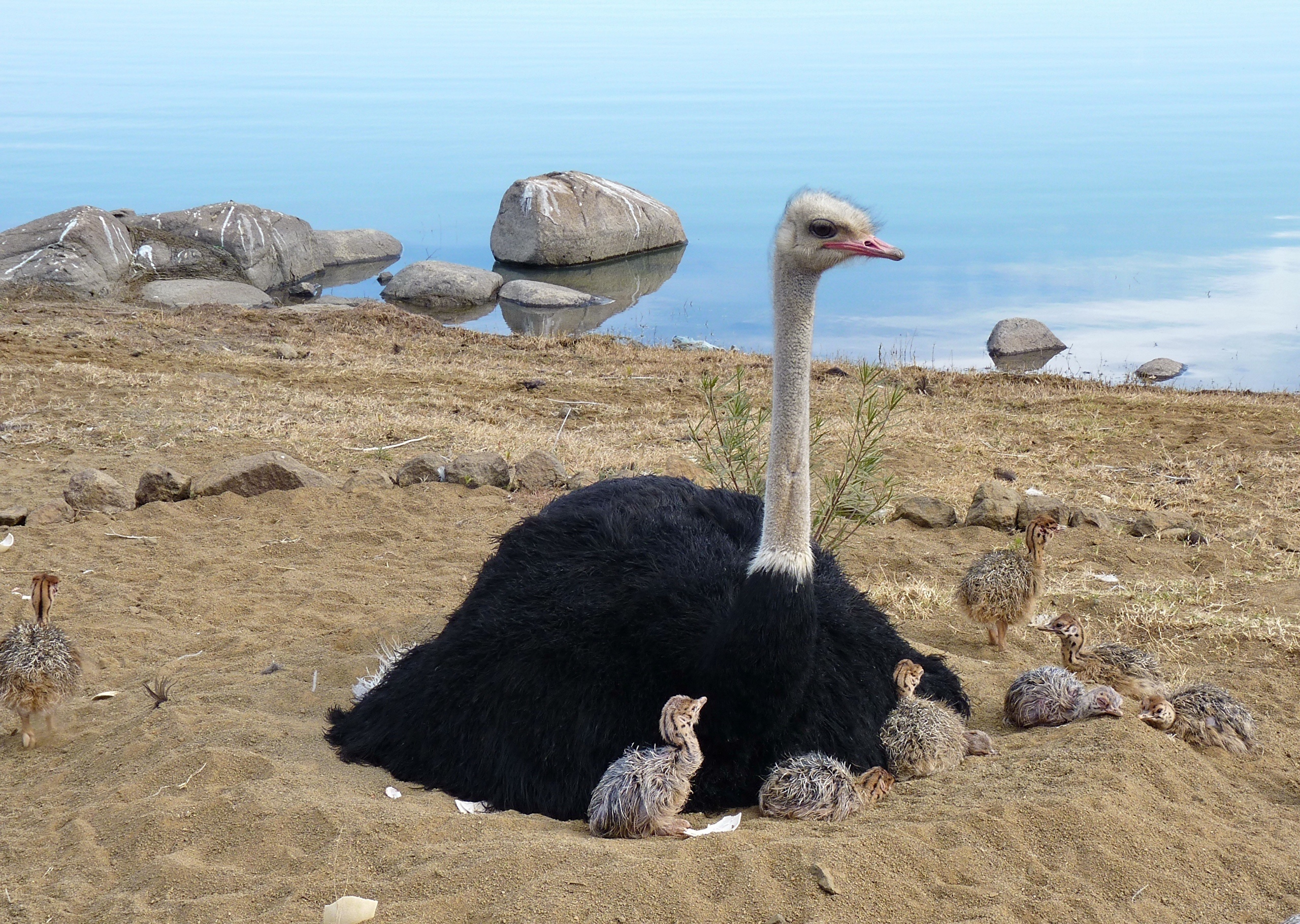Bird ostrich wallpaper, Animal photography, Large and graceful creature, Striking visuals, 2560x1820 HD Desktop
