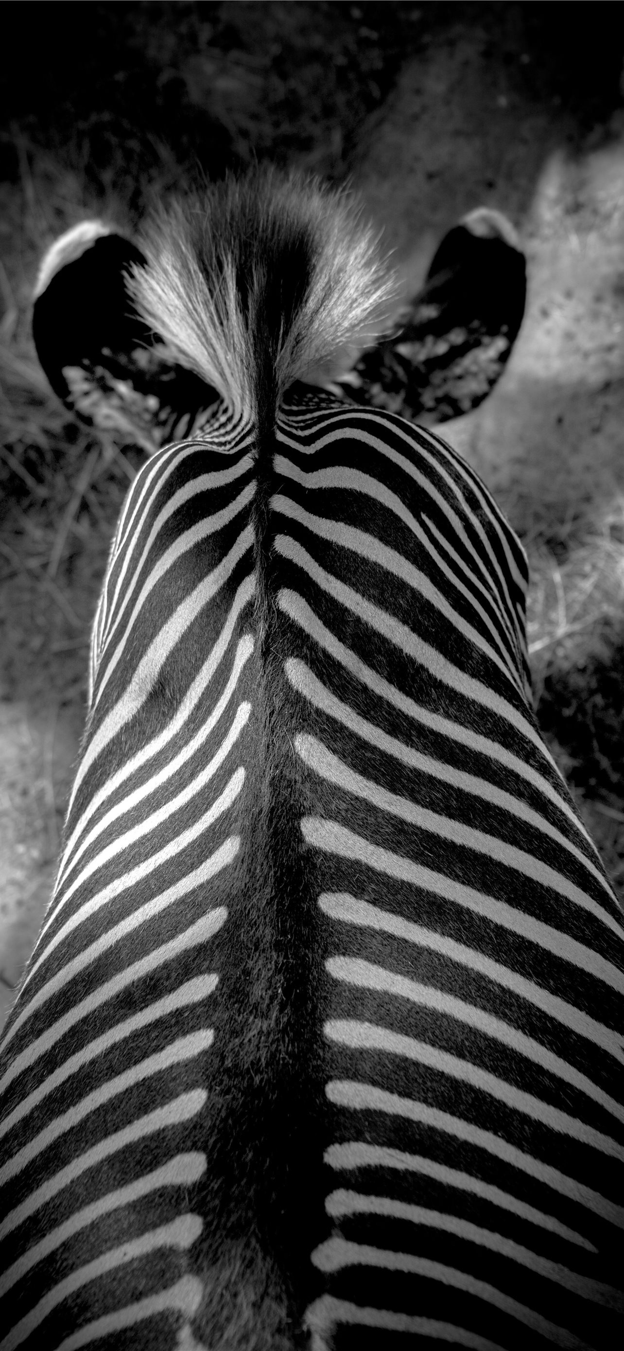 Black and white beauty, Iconic mammal, iPhone wallpaper, Free download, 1290x2780 HD Phone