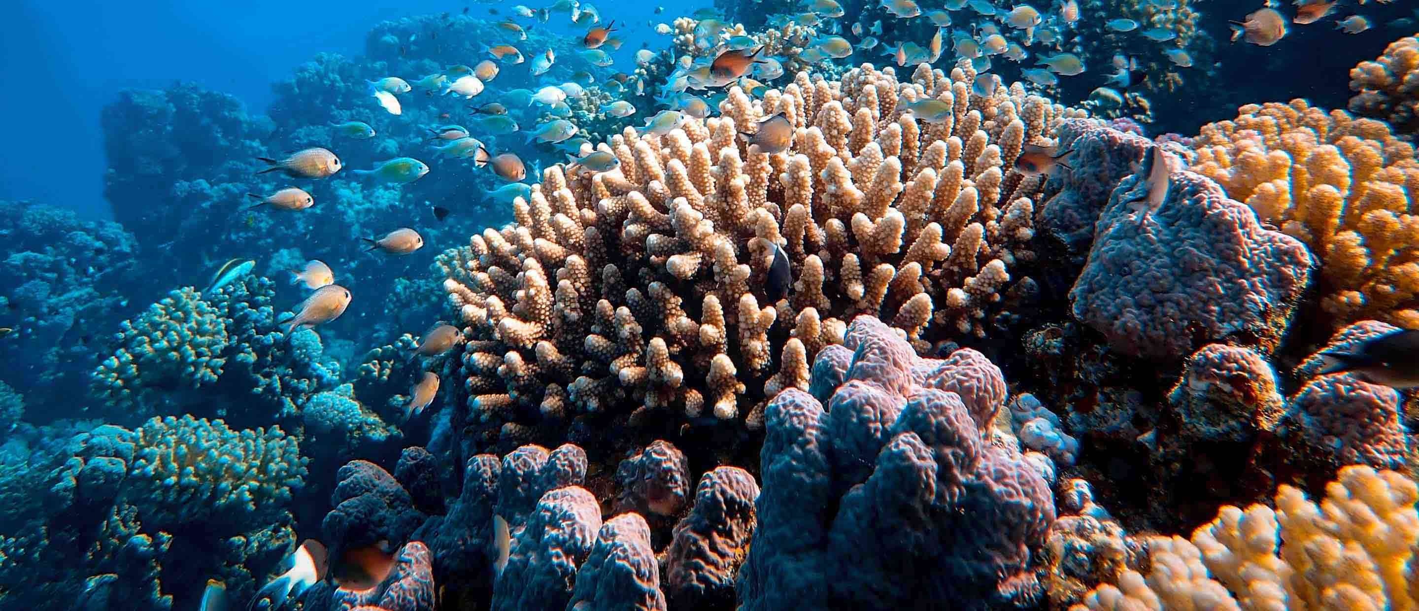 Conservation, Coral resilience, Blue economy, 2880x1240 Dual Screen Desktop
