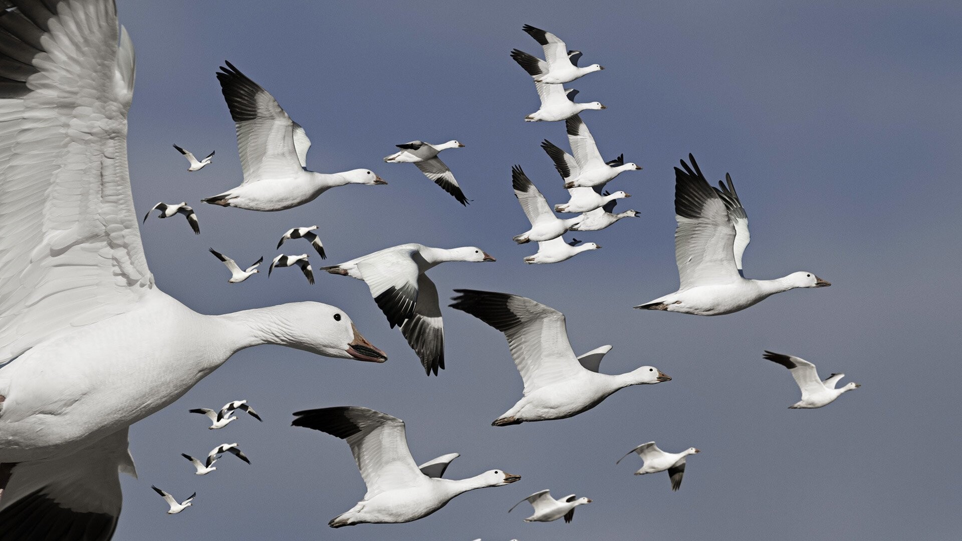 Geese: A wild or domesticated web-footed swimming birds of the family Anatidae. 1920x1080 Full HD Background.