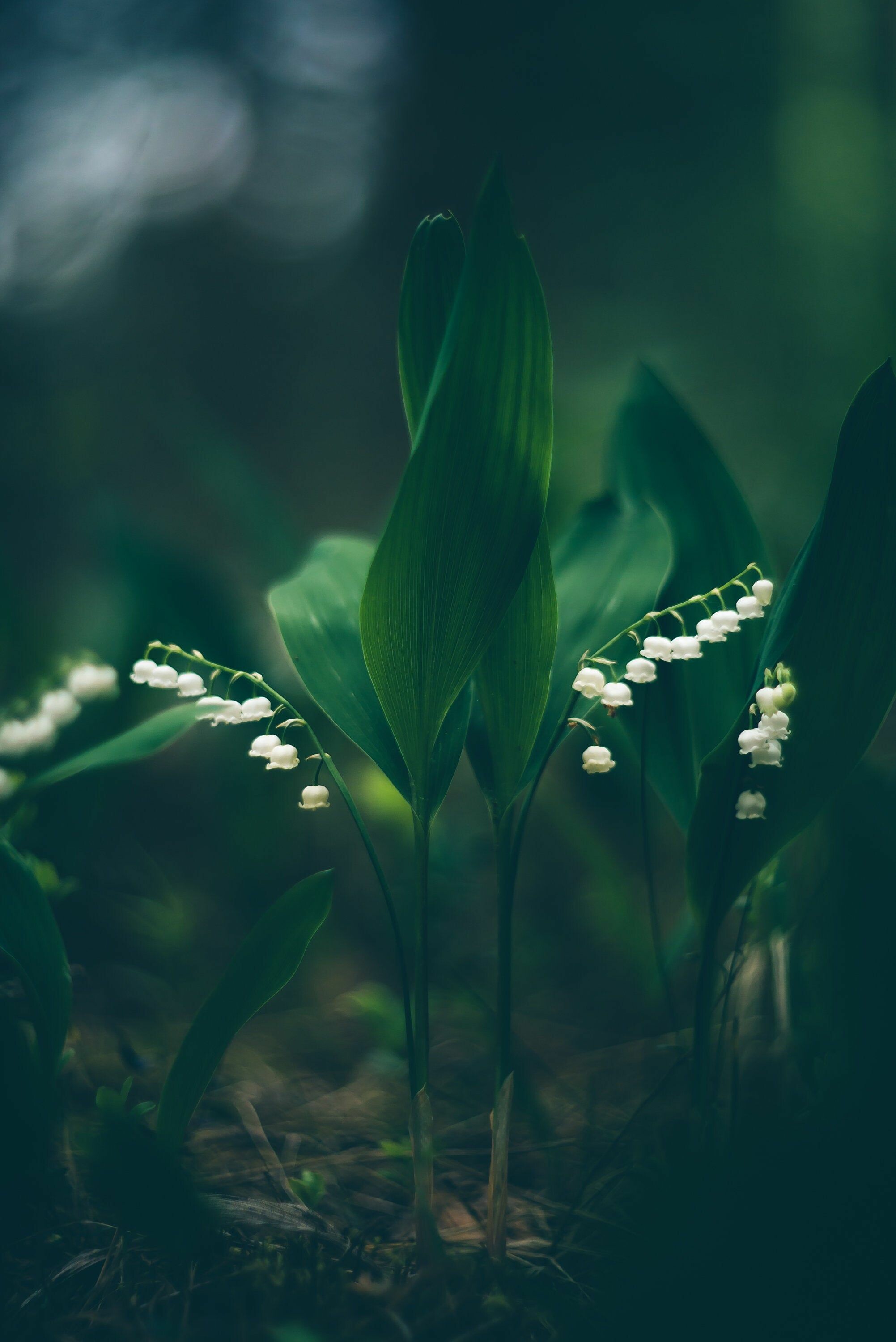 Lily of the Valley: Due to the concentration of cardiac glycosides, it is highly poisonous if consumed by humans or other animals, Flower, Plant. 2010x3000 HD Wallpaper.