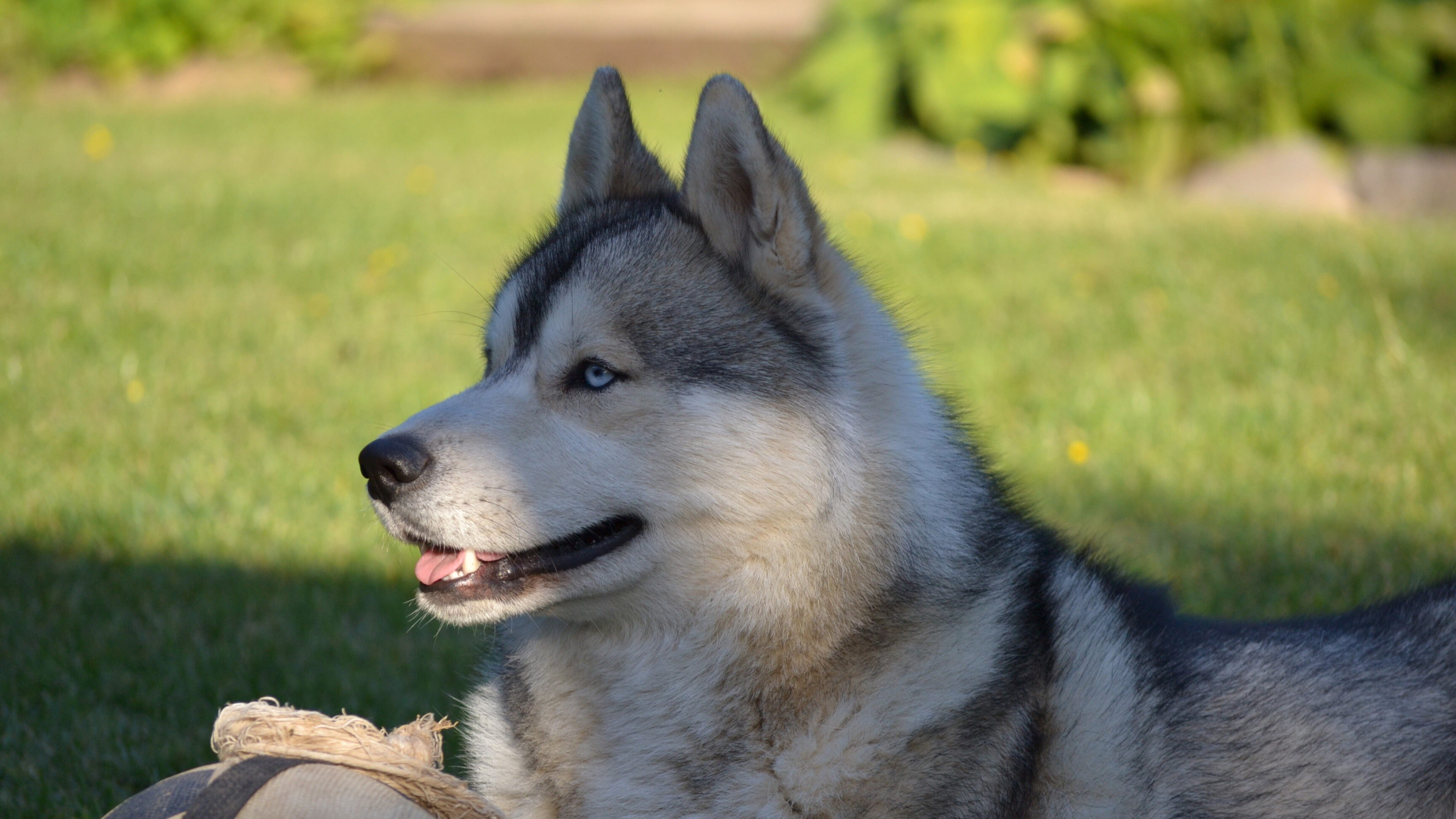 Siberian Husky: The breed of dogs, originated in Northeast Asia. 3840x2160 4K Background.