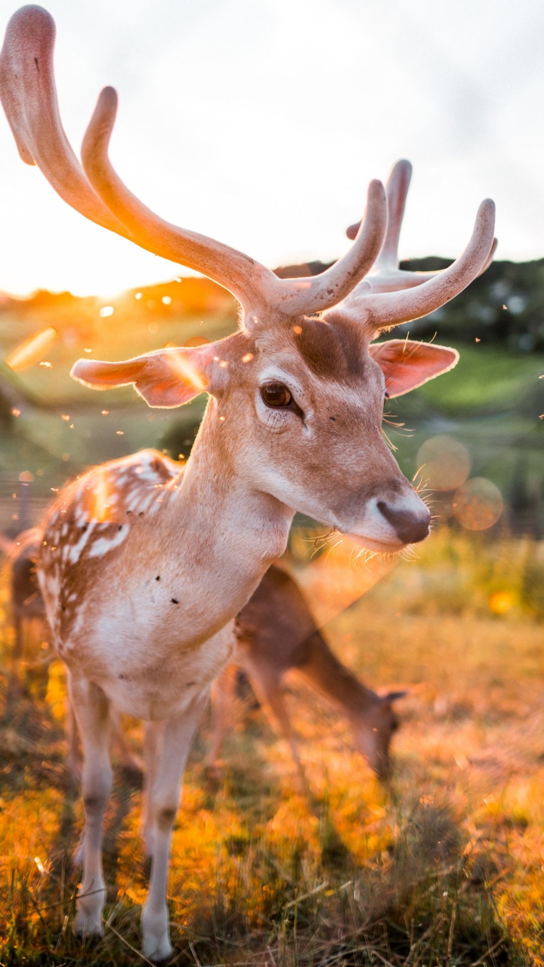 Captivating deer, iPhone wallpapers, Impressive visuals, Breathtaking scenes, 1080x1920 Full HD Handy