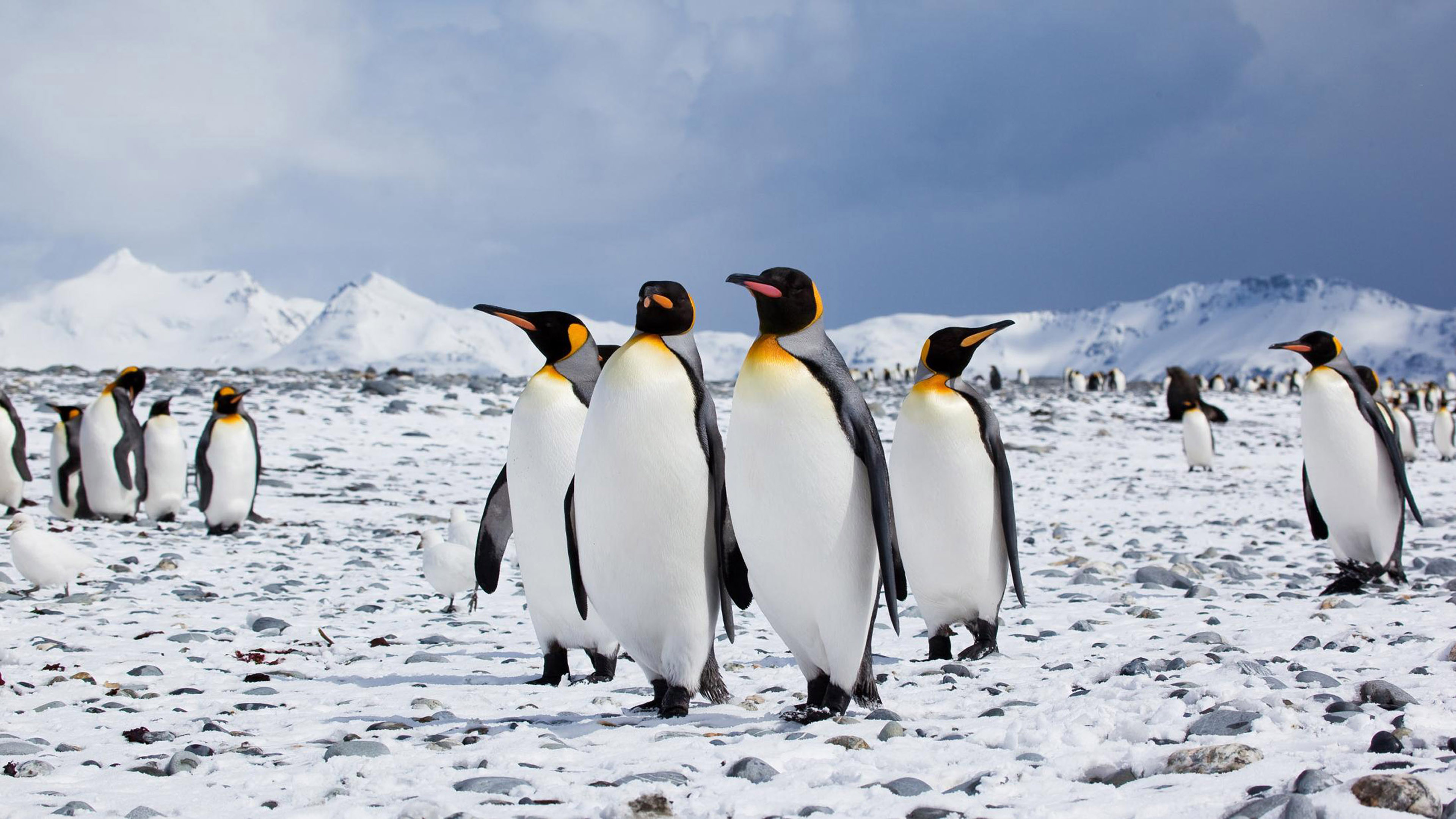 Antarctica Travels, Kingdom of penguins, Stunning Ultra HD, Captivating wallpaper, 3840x2160 4K Desktop