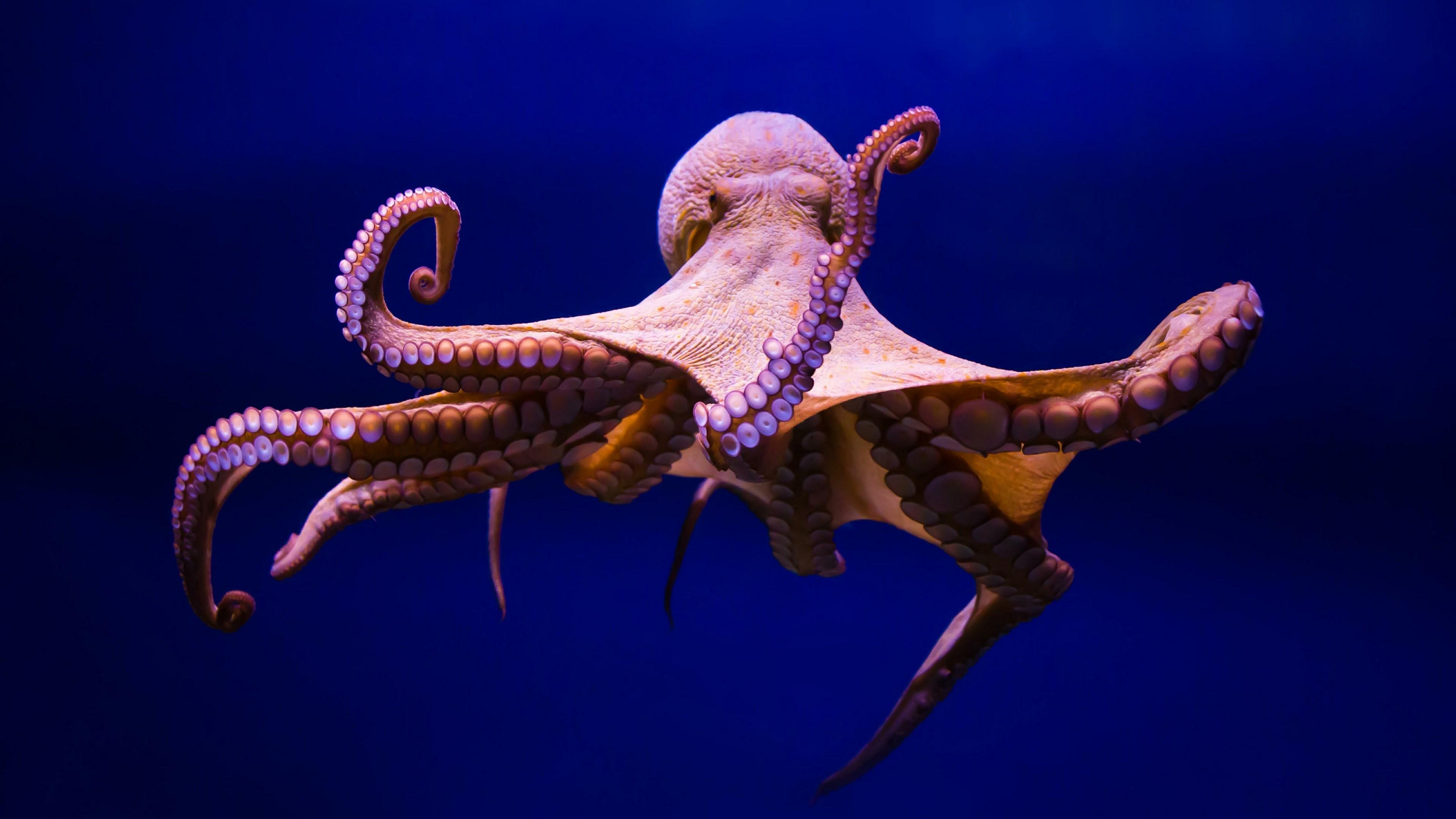 Ryan Peltier's post, Captivating octopus, Beautiful cephalopod wallpaper, Underwater creature, 3840x2160 4K Desktop