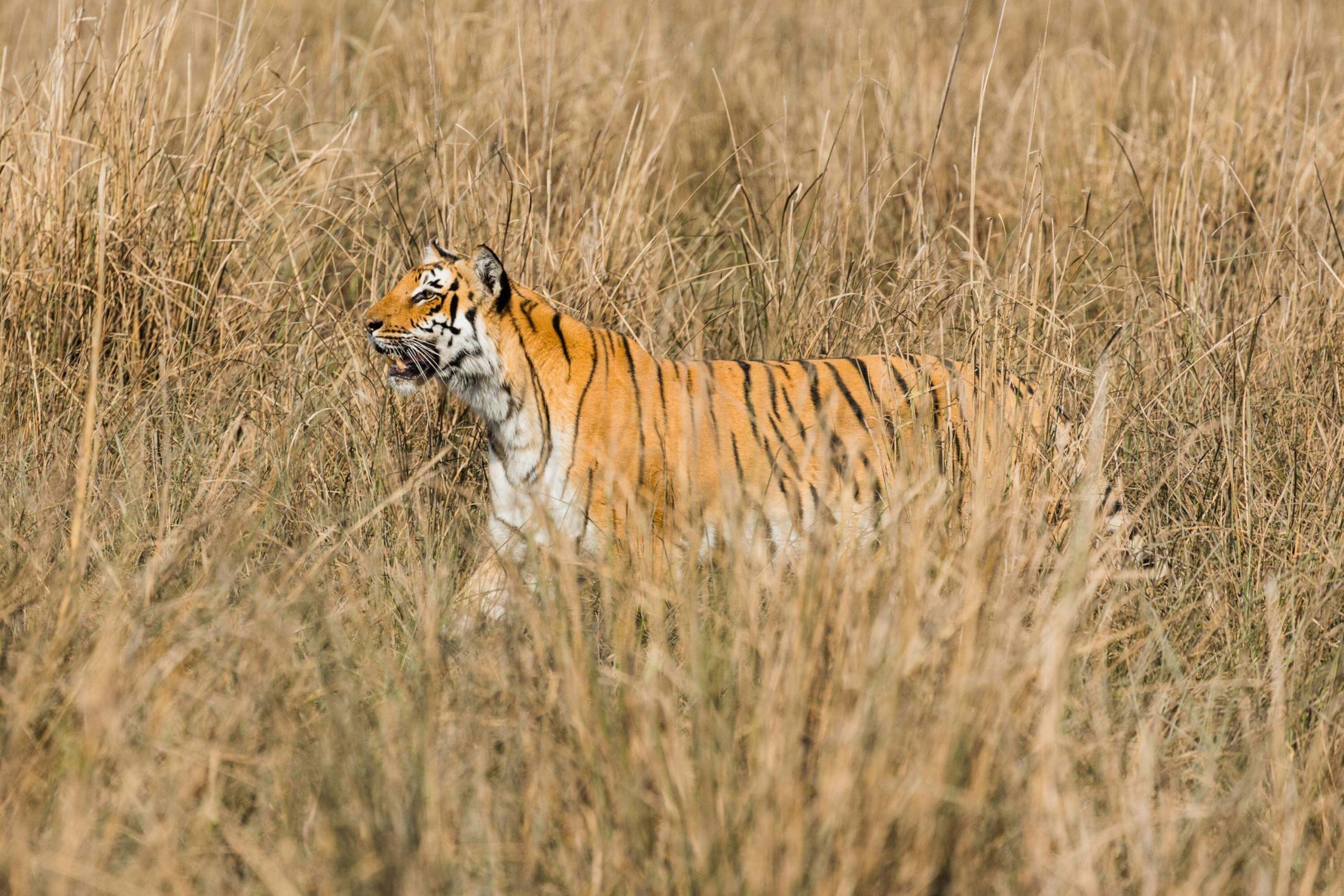 Jim Corbett National Park, Tiger reserve, Uttarakhand tourism, Wildlife sanctuary, 2560x1710 HD Desktop