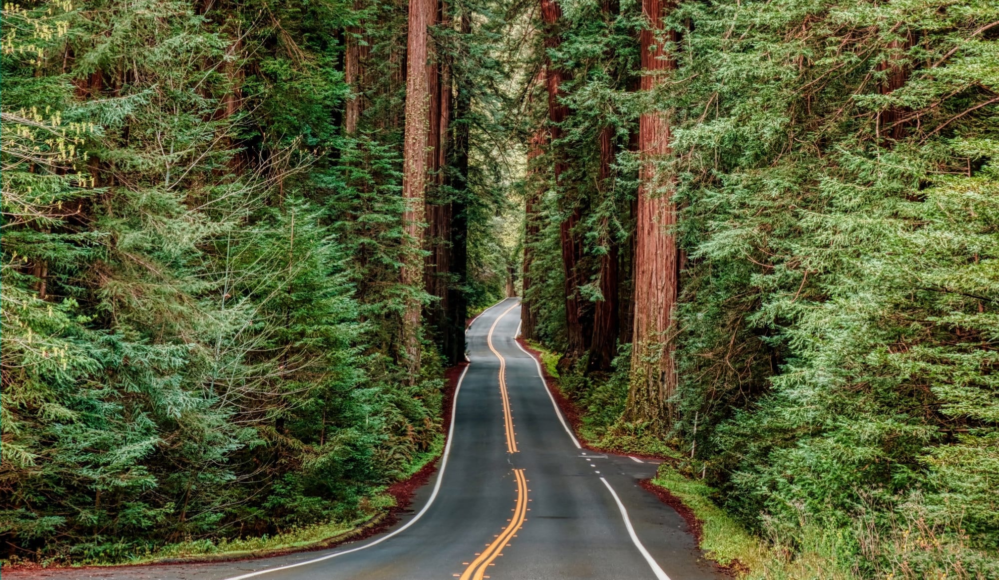 Redwood National Park, Parks and trips, Outdoor excursions, Nature exploration, 2000x1170 HD Desktop