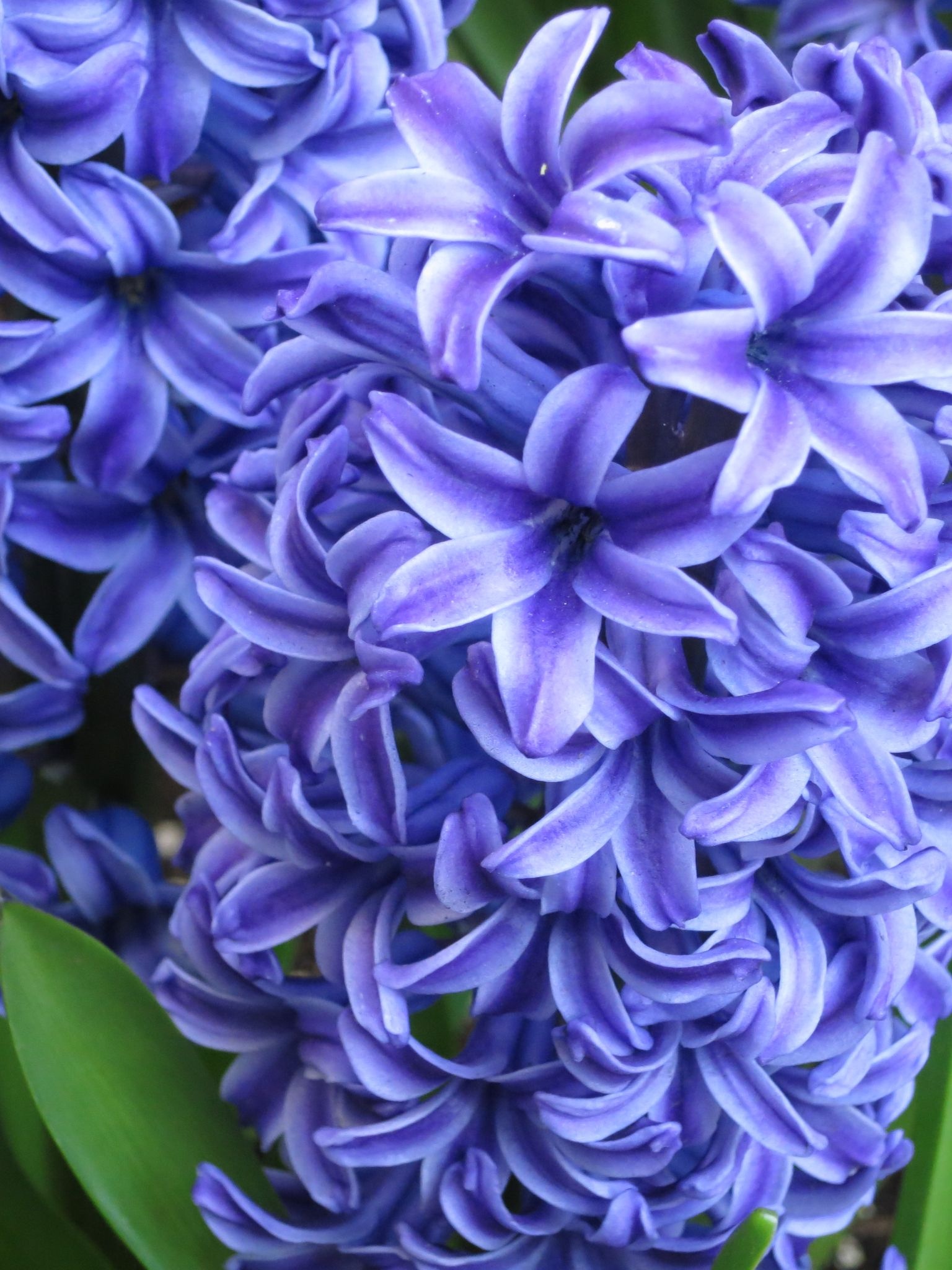 Hyacinth wallpapers, Free backgrounds, Nature's charm, Floral elegance, 1540x2050 HD Handy