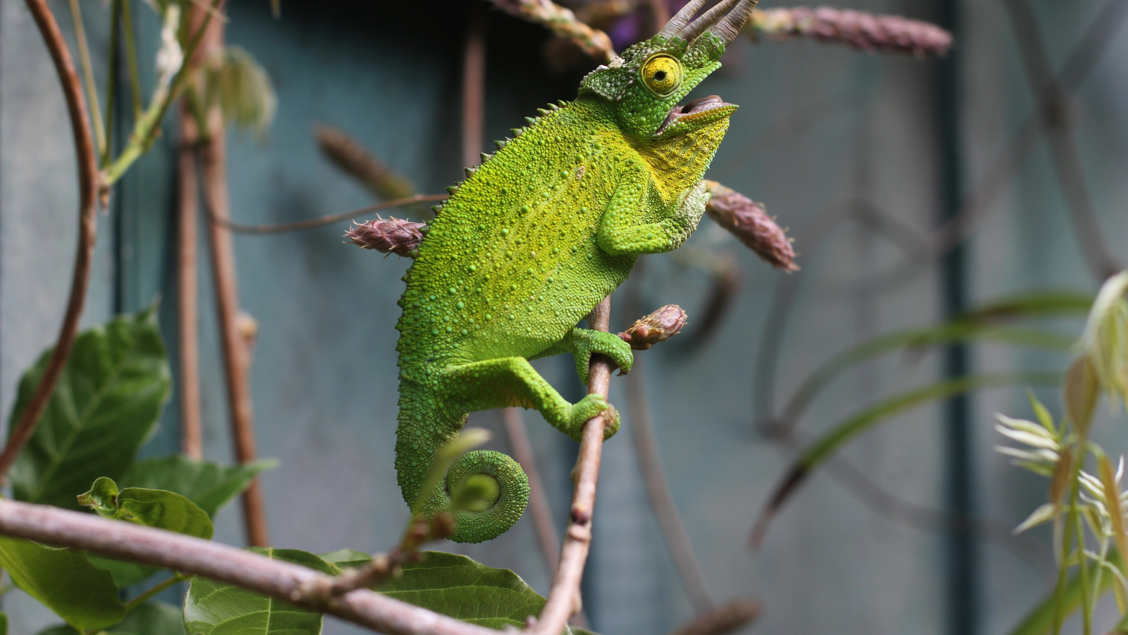 Chameleon lizard, Reptile species, Uhd resolution, Digital image, 3840x2160 4K Desktop