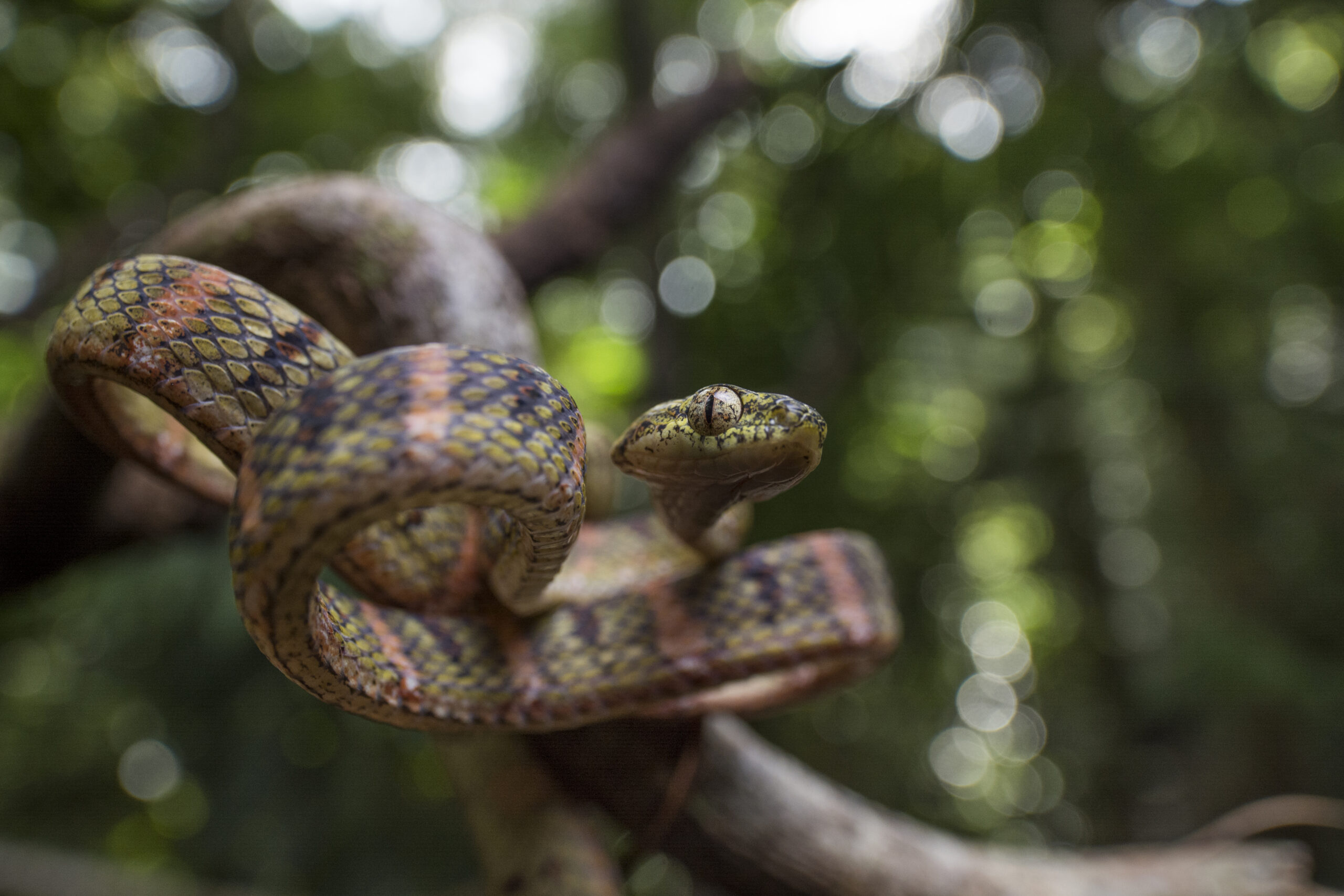 Boiga snake, Reptile photography, Unique perspective, Natural world, 2560x1710 HD Desktop