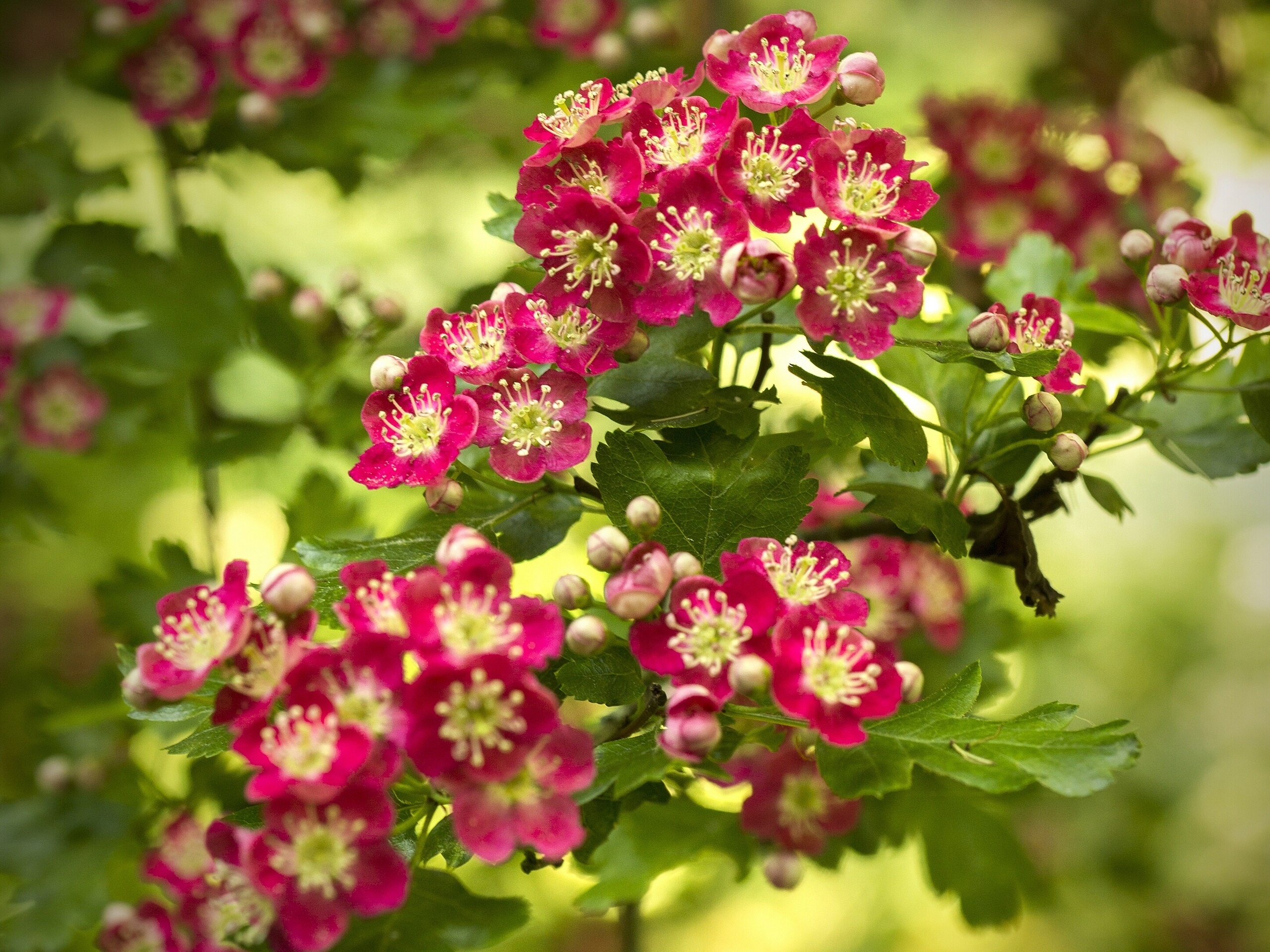 Hawthorn Tree Nature, Hawthorn Flowering, Red Flowers, Spring Wallpaper, 2560x1920 HD Desktop