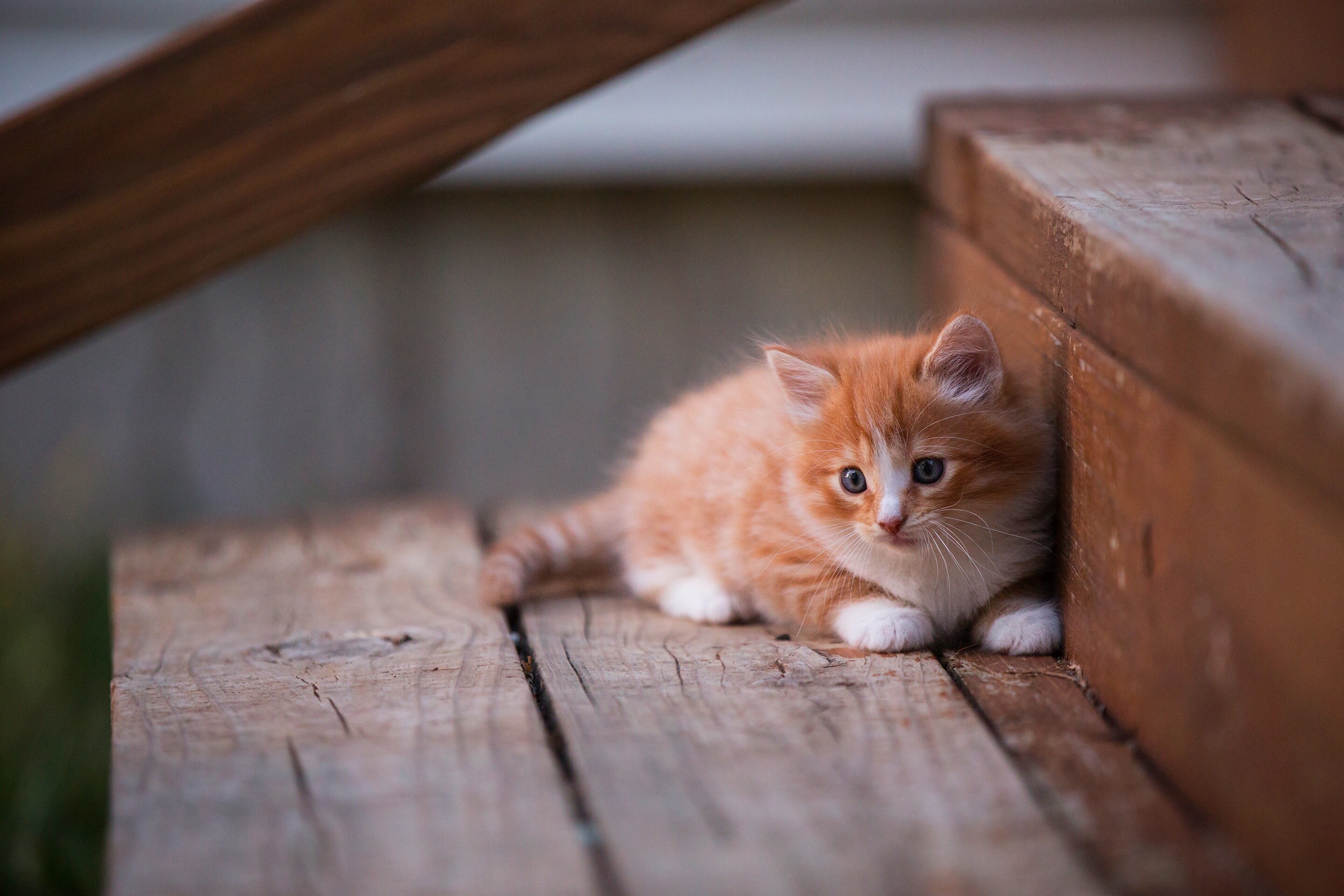 Kitten: Domesticated member of the family Felidae, Felis catus, Ginger and white. 2880x1920 HD Wallpaper.