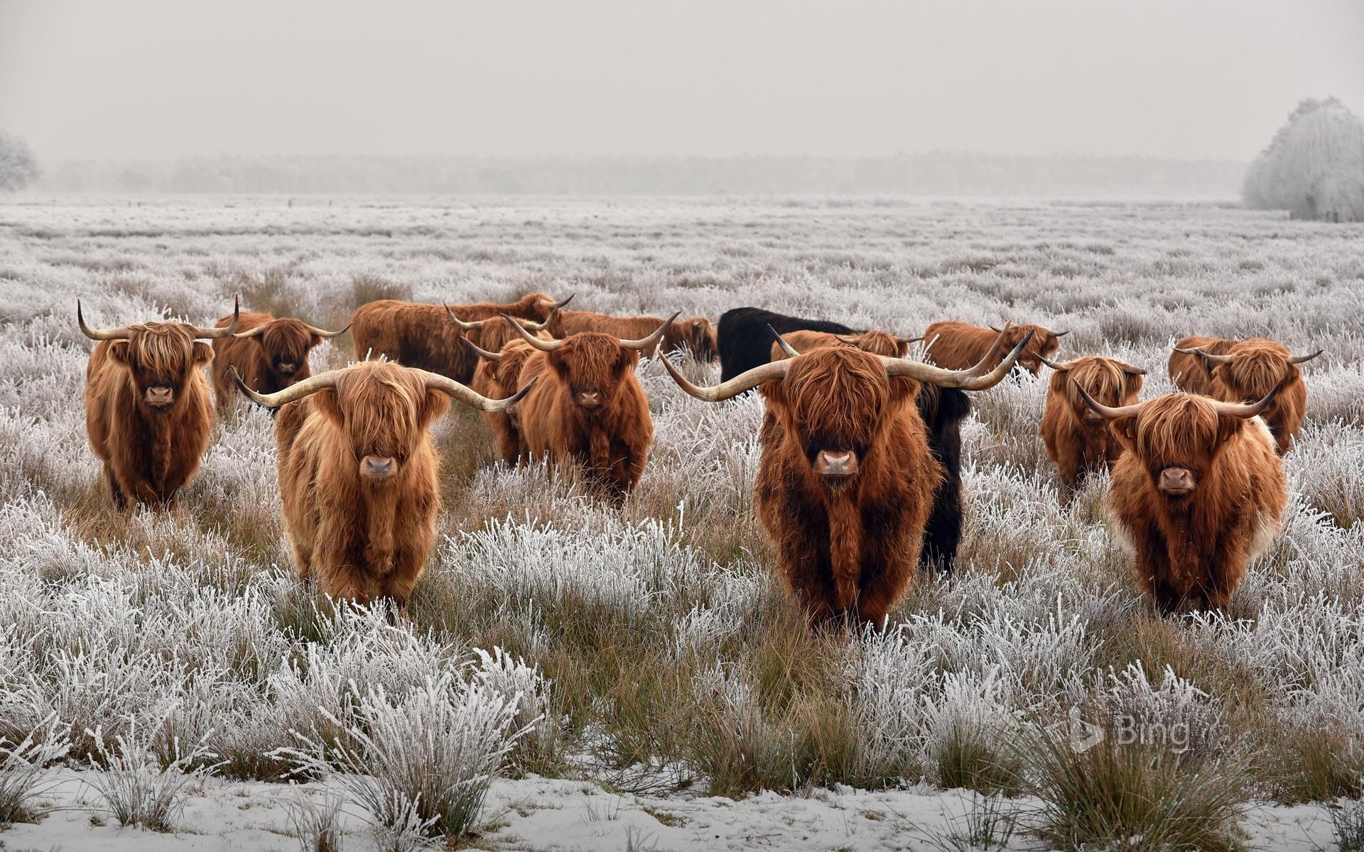 Cow desktop wallpapers, Bovine beauty, Farm animals, Countryside scenes, 1920x1200 HD Desktop
