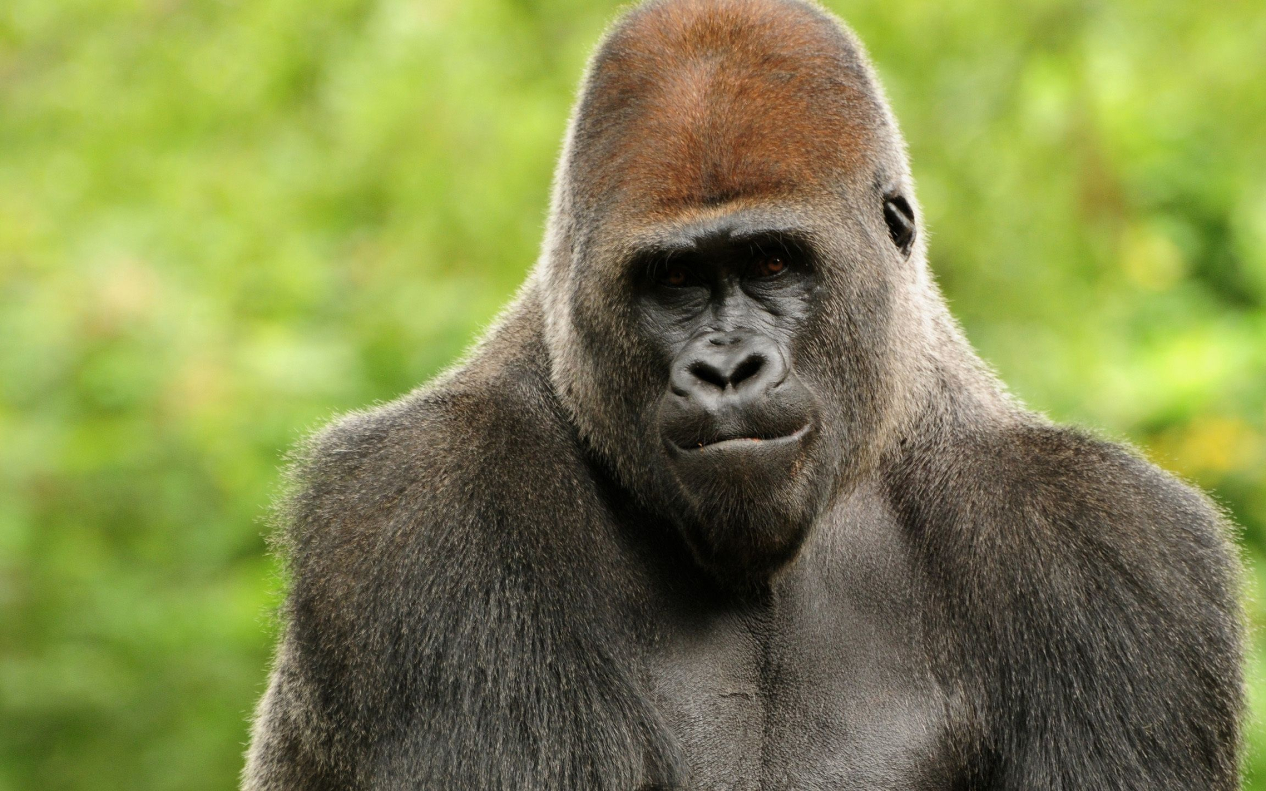 Gorilla, Posing gorilla wallpaper, Wildlife magnificence, Powerful presence, 2560x1600 HD Desktop