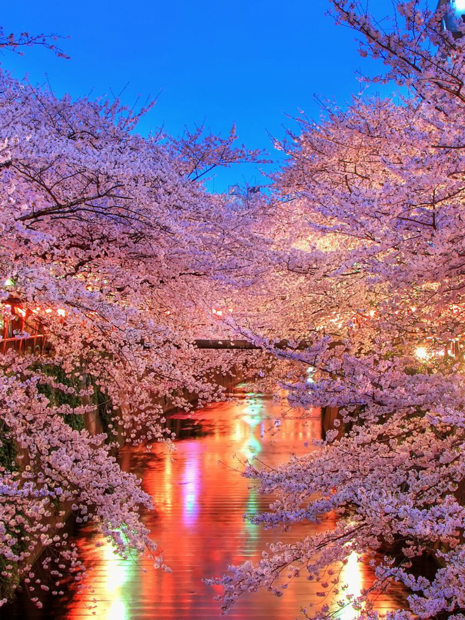 Japan: O hanami blossom, Sakura, The country has 23 UNESCO world heritage sites. 1540x2050 HD Background.