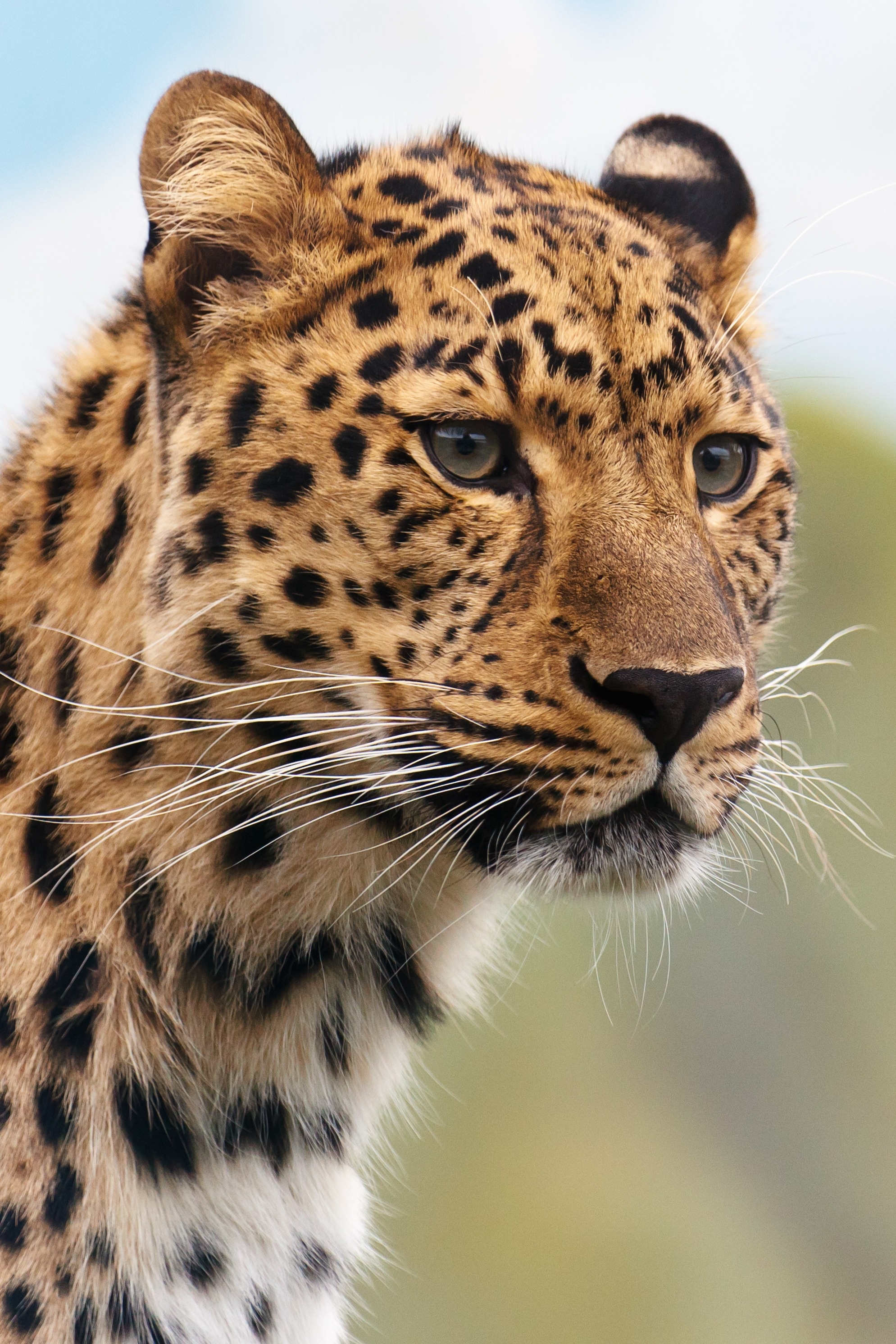 Leopard, Brown and black, Animal, Stock photo, 1990x2990 HD Handy
