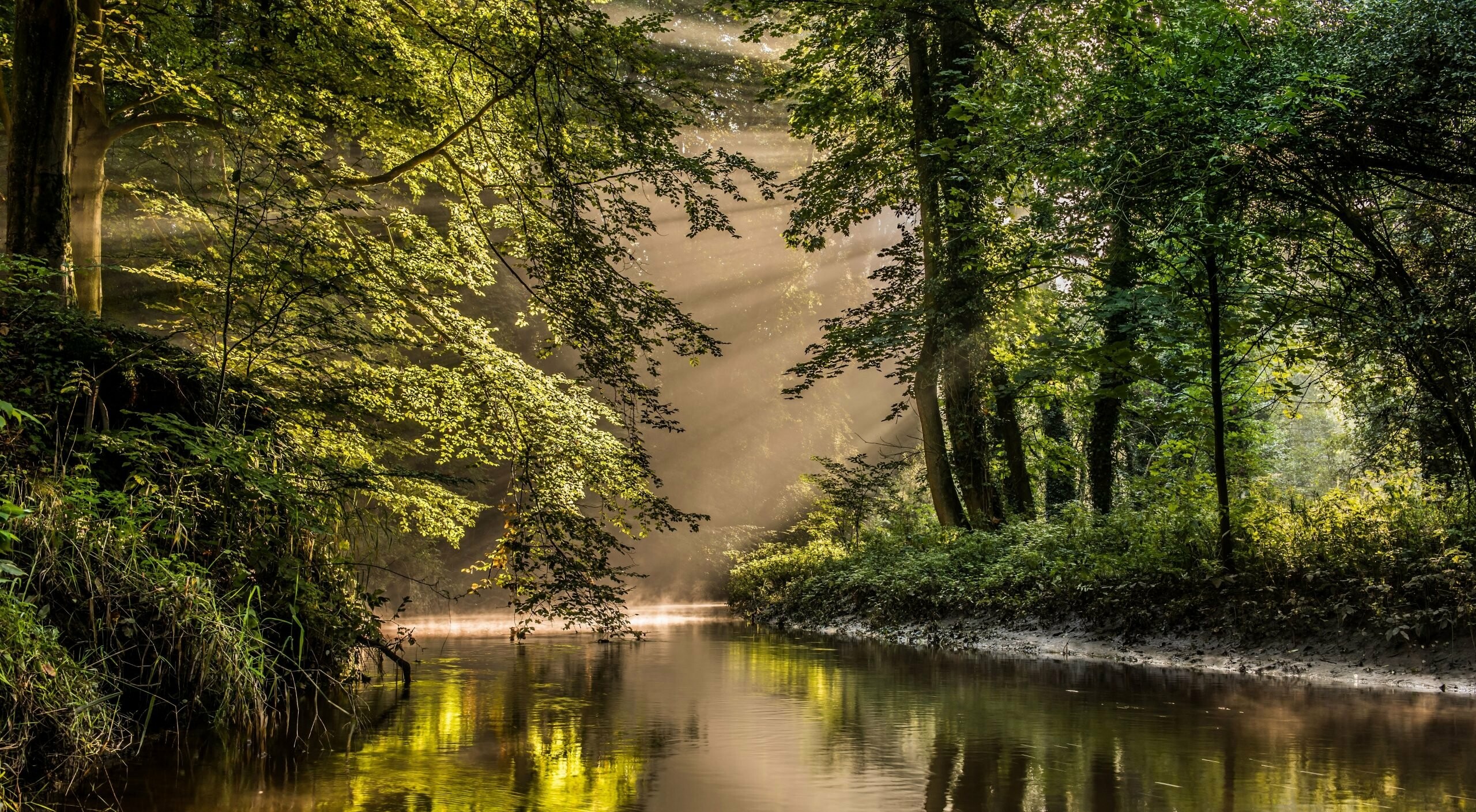River: Forest, Trees, Netherlands, Reserve, Bekendelle, Watercourse. 2560x1410 HD Background.