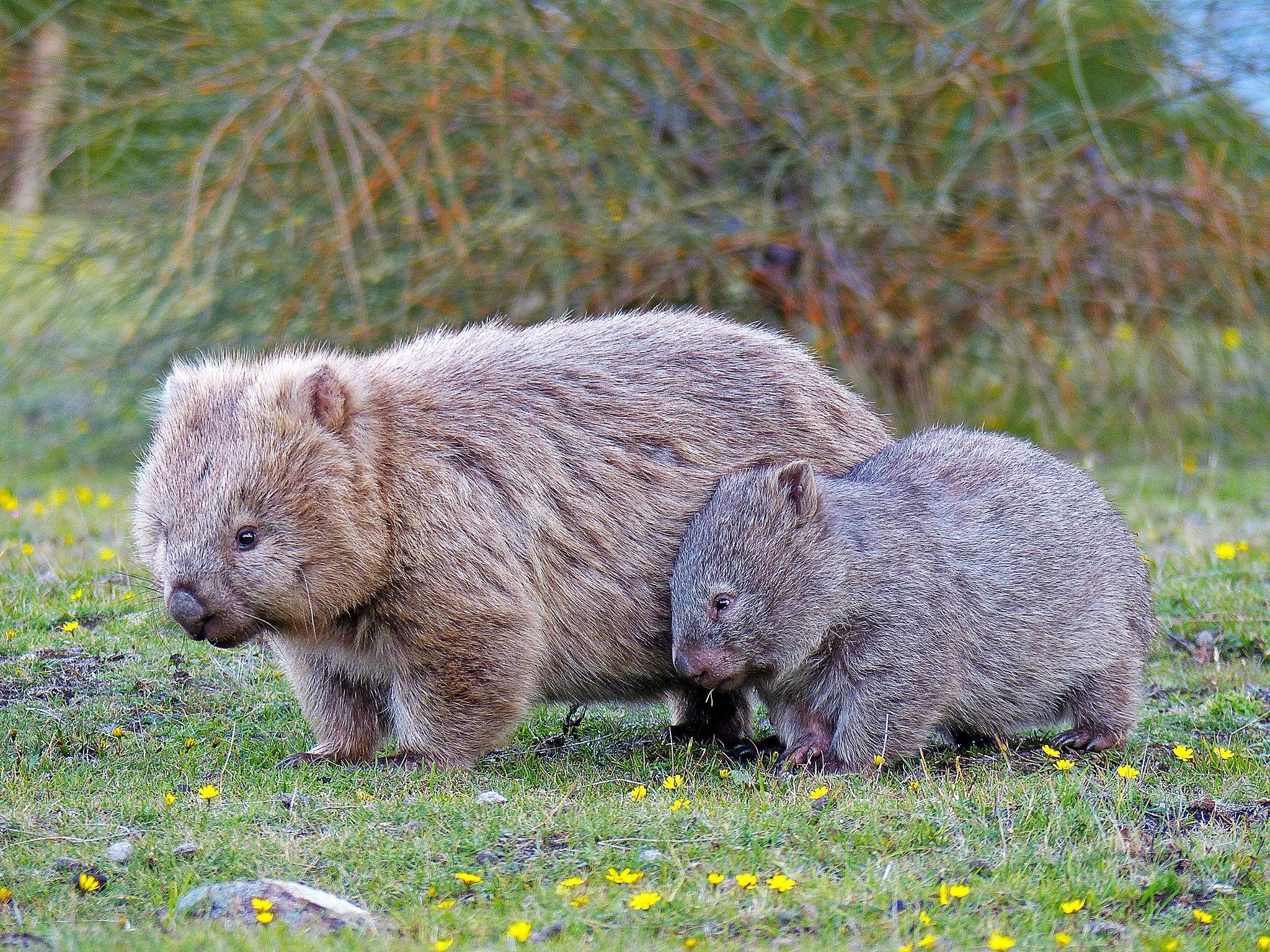 Cute baby animals, Wombat species, Vombatus ursinus, 2050x1540 HD Desktop