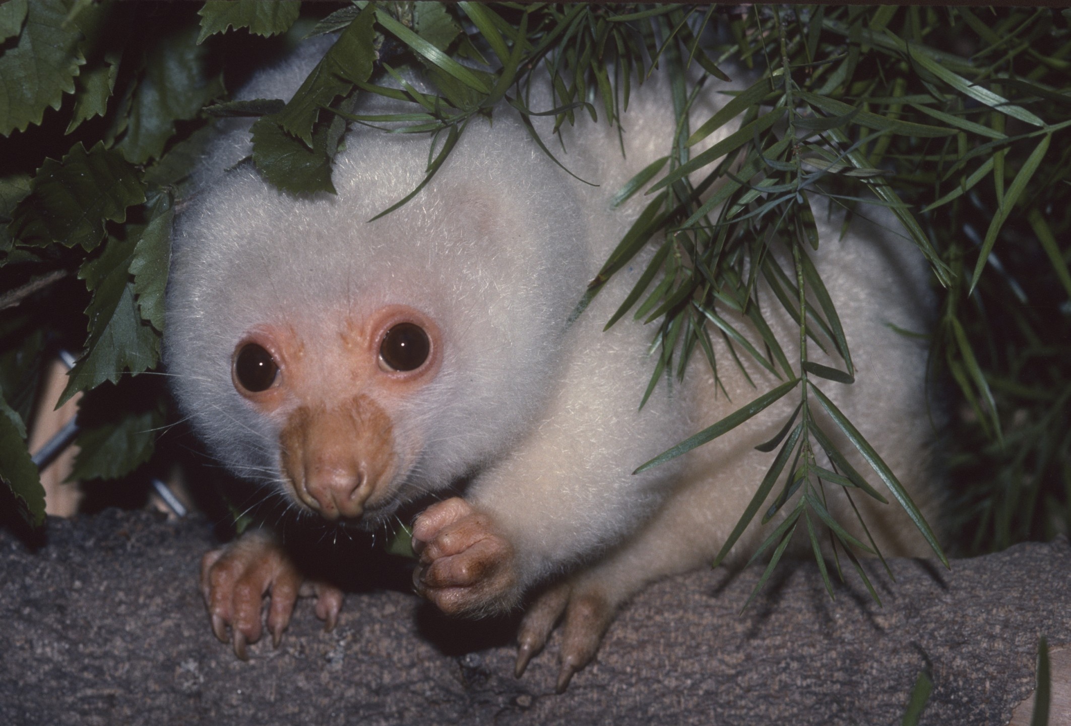 Kler cuscus, San Diego Zoo, Australian marsupial, Wildlife education, 2130x1440 HD Desktop