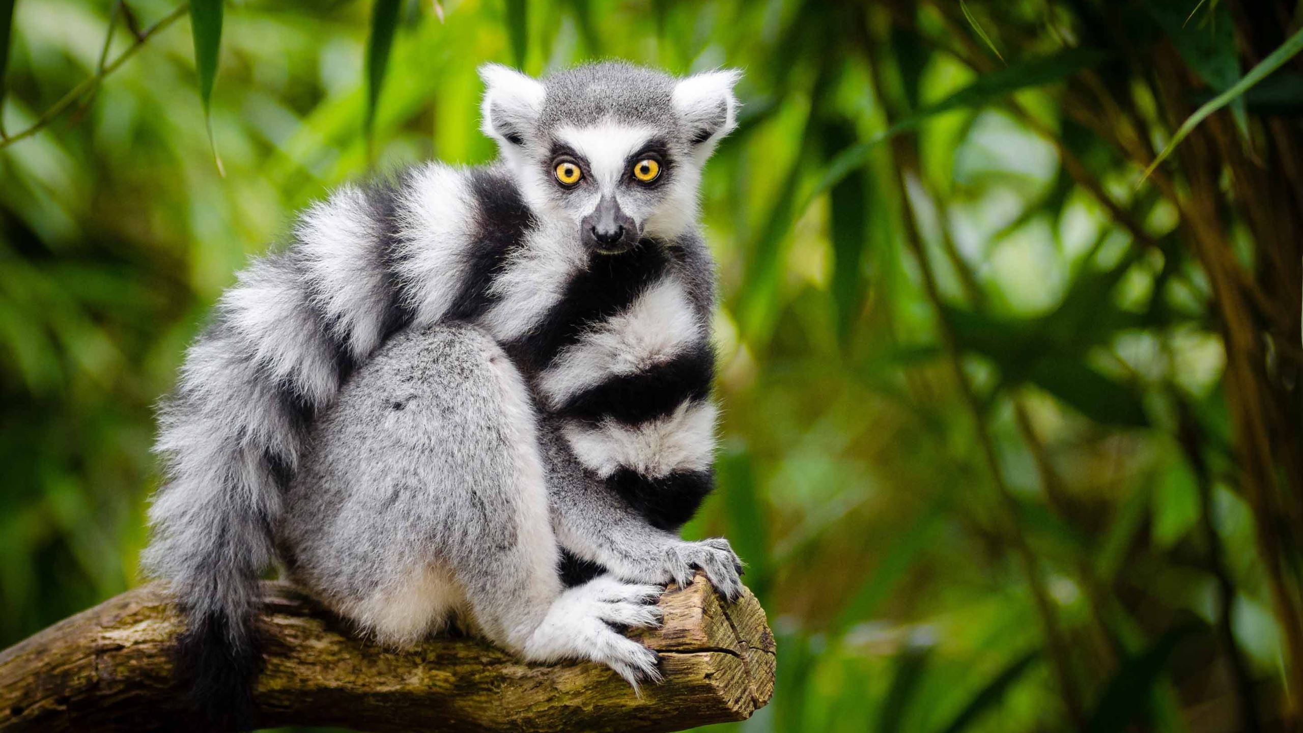 Ring Tailed Lemur, Animals, Cute lemur wallpapers, Top backgrounds, 2560x1440 HD Desktop