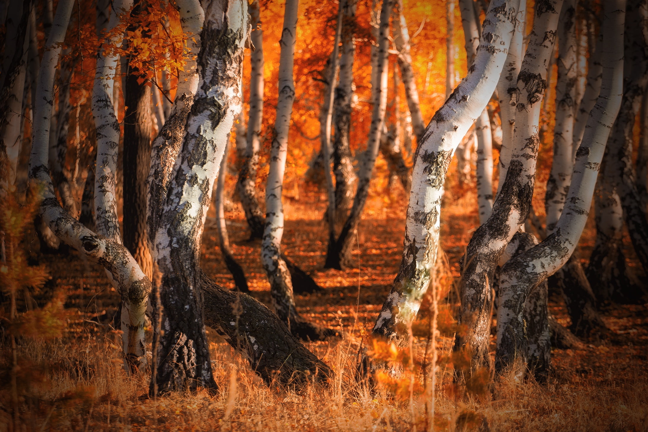 Birch Tree, Nature, Trees, Fall, 2190x1460 HD Desktop