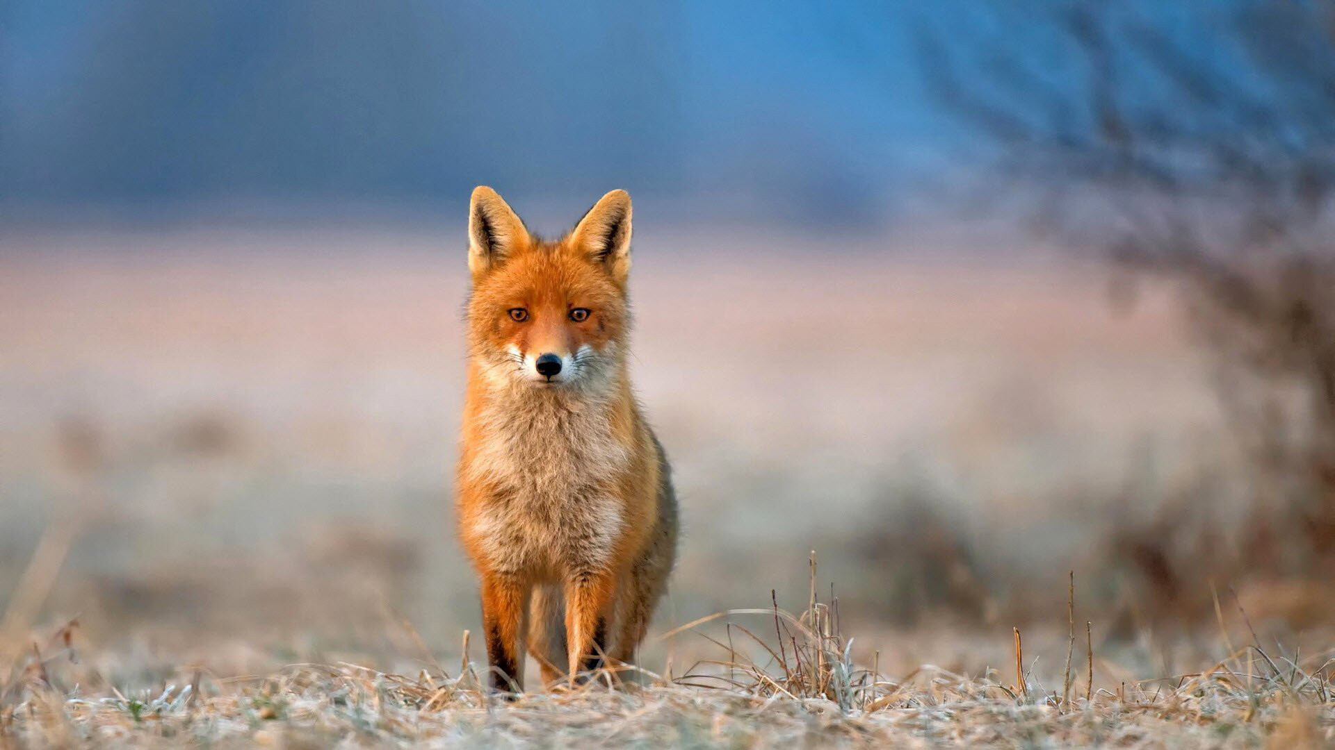 Fox: Omnivorous animal, Common in most of northern North America. 1920x1080 Full HD Background.