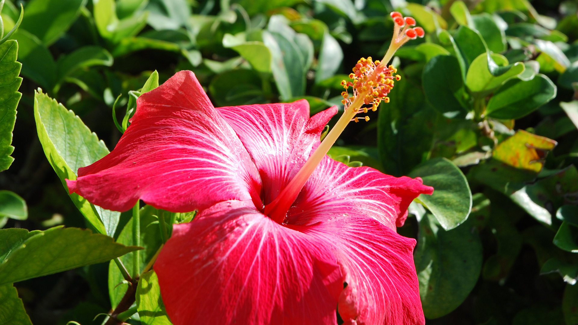 Hibiscus flower, Nature's beauty, Floral delight, Free download, 1920x1080 Full HD Desktop