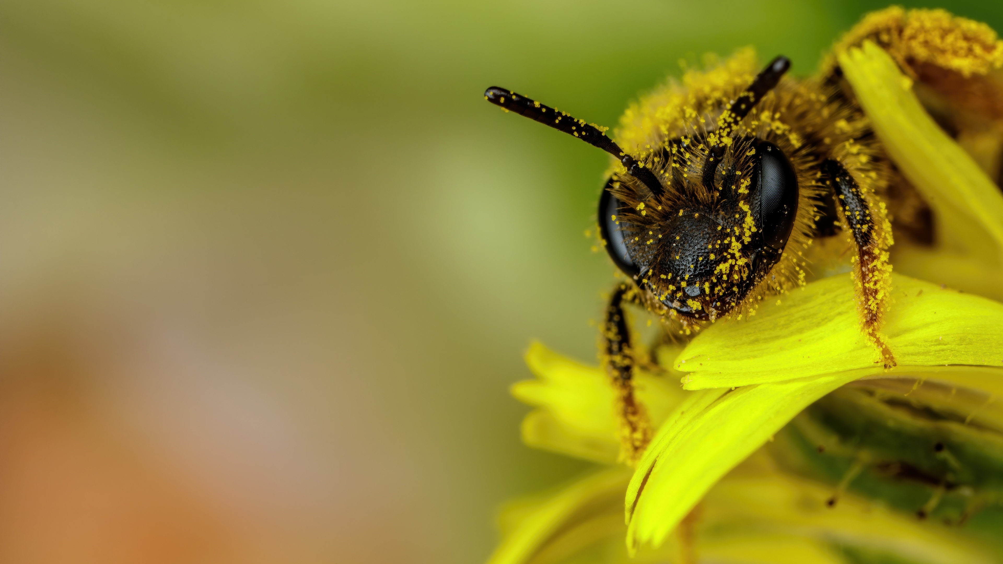 Bee: Members of the Apidae family that collect nectar and pollen. 3840x2160 4K Background.