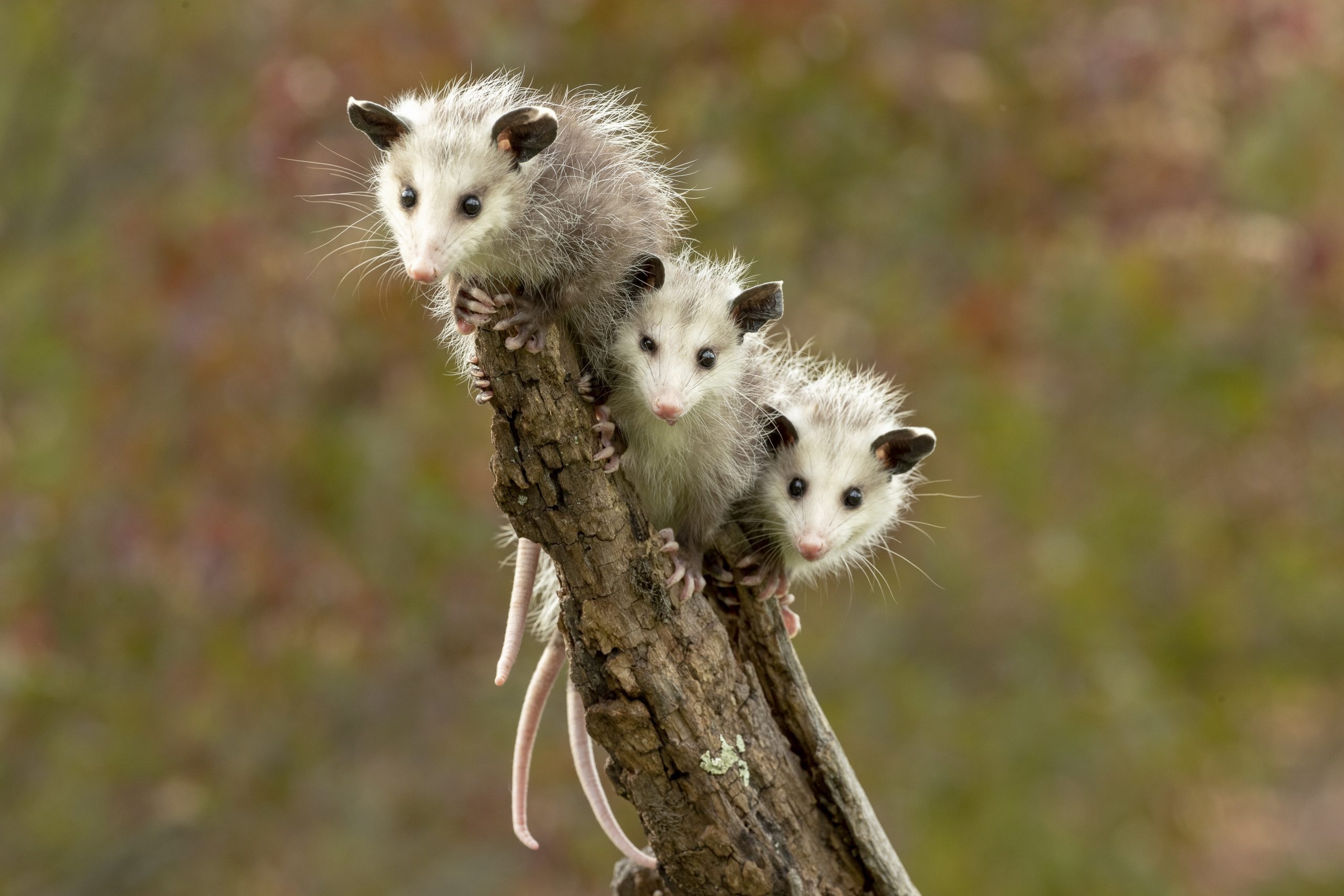 Possum and opossum, Cute animal pictures, Reader's Digest collection, Heartwarming wildlife, 2560x1710 HD Desktop