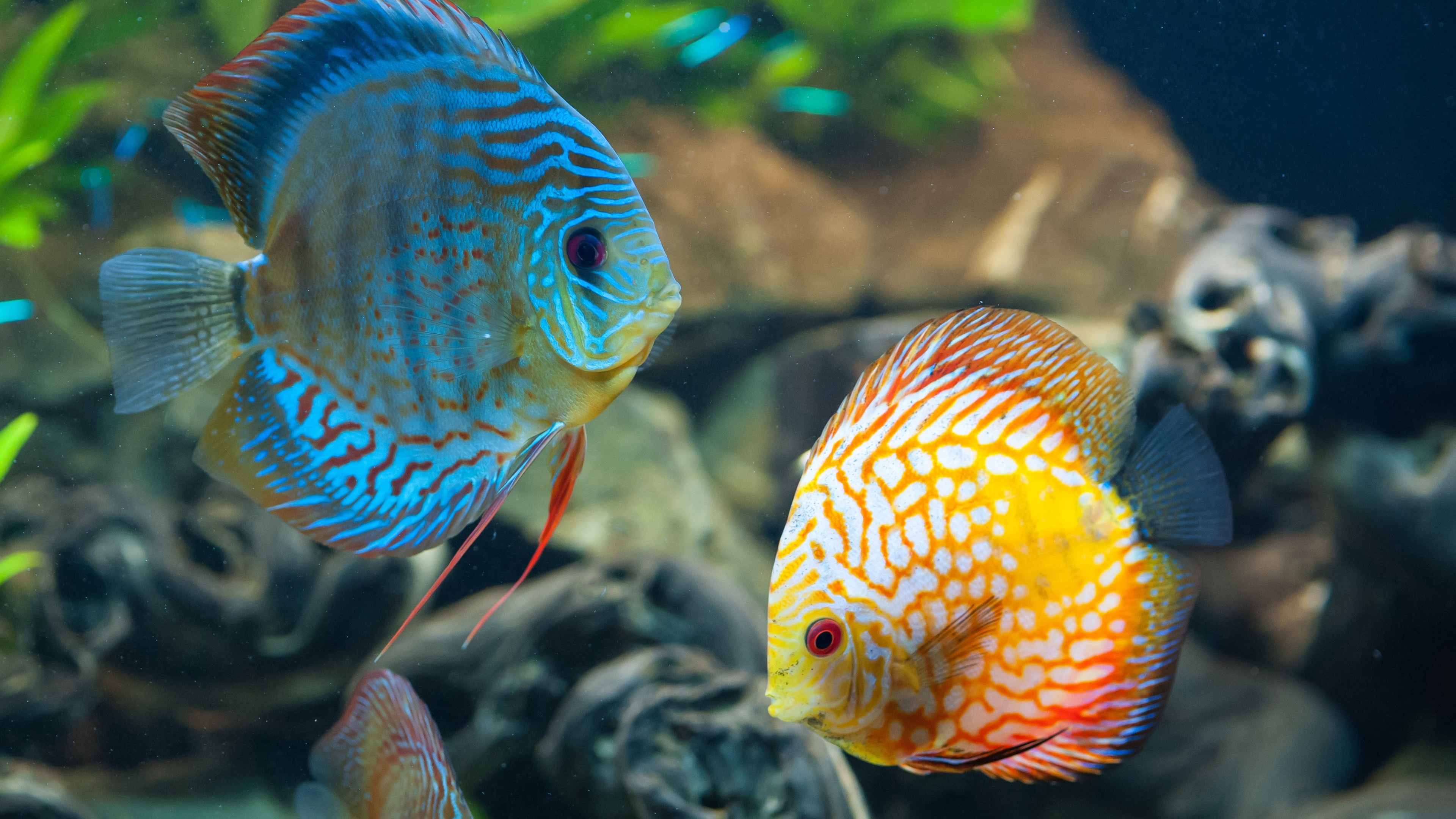 Aquarium, Exotic fish, Stunning underwater landscapes, Blue water, Diving exploration, 3840x2160 4K Desktop