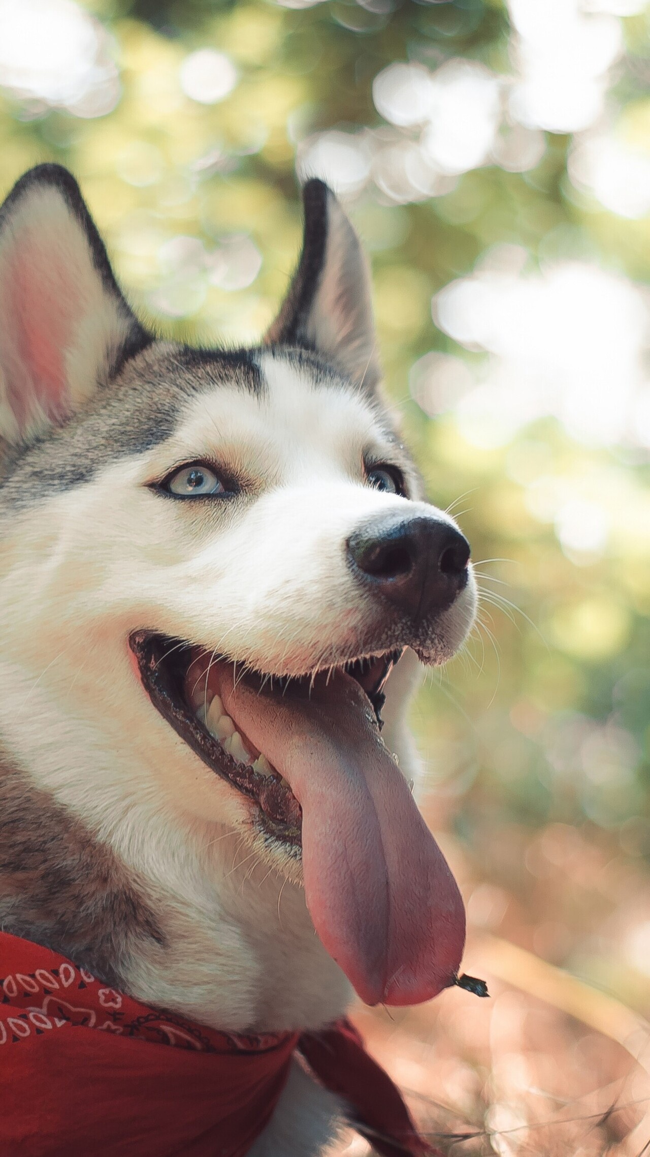 Smiling husky dog, Happy and playful, Fetching fun, Lovable pet, 1280x2280 HD Phone