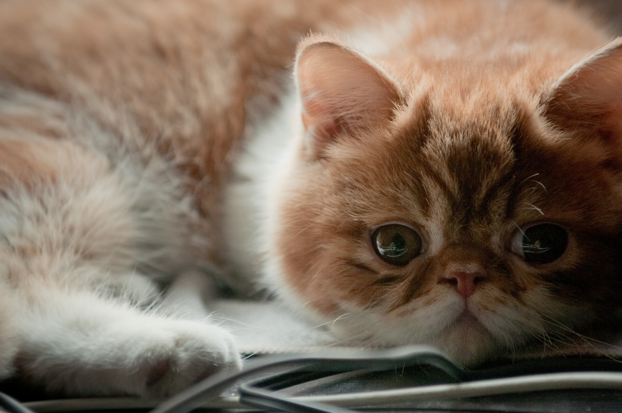 Exotic Shorthair Cat: Exotics can live to be 15 years or older. 2050x1370 HD Background.