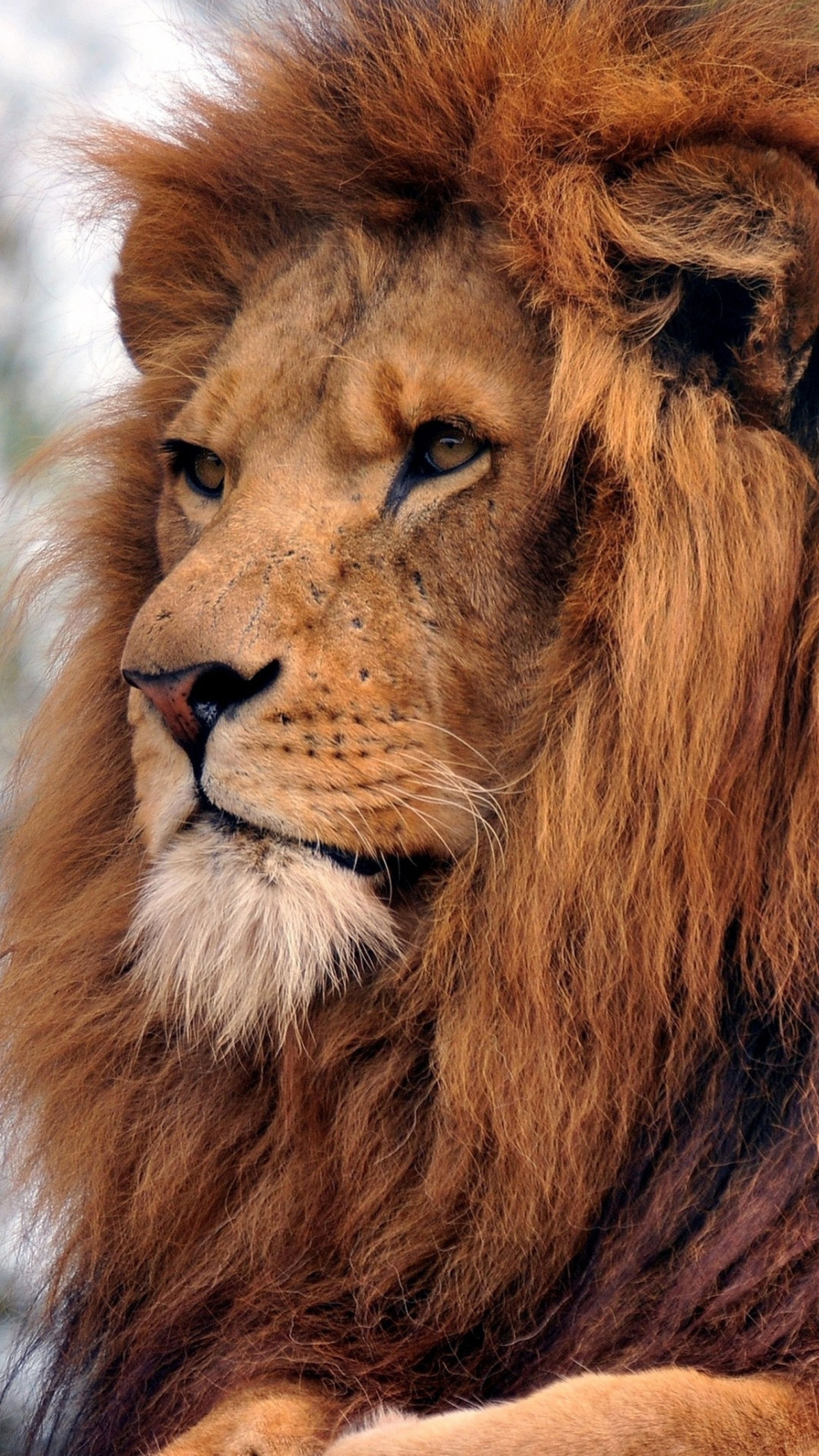 Lion, Majestic mammal, King of the jungle, Wildlife photography, 2160x3840 4K Phone