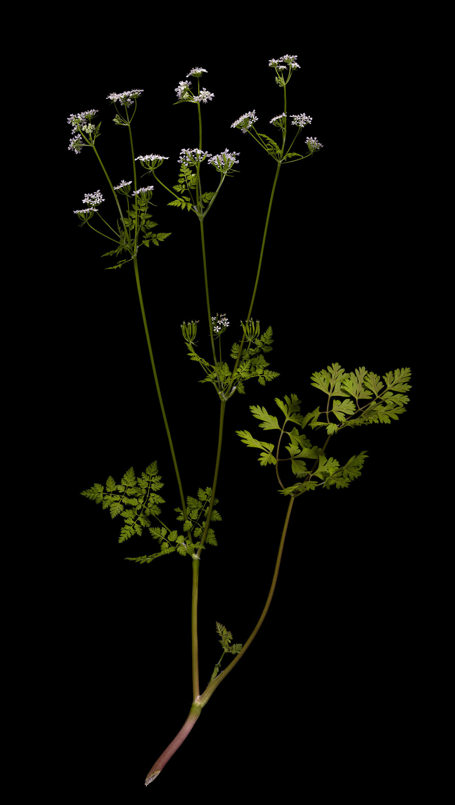 Edible leaves, Herbs flora, Obscured beauty, 1450x2560 HD Phone