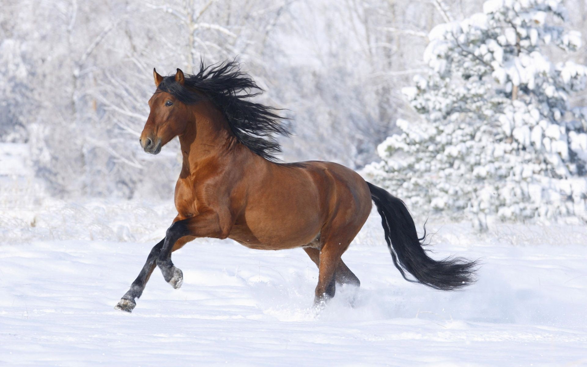 Winter horse wallpapers, Snowy equestrian scenes, Majestic beauty, Equine grace, 1920x1200 HD Desktop