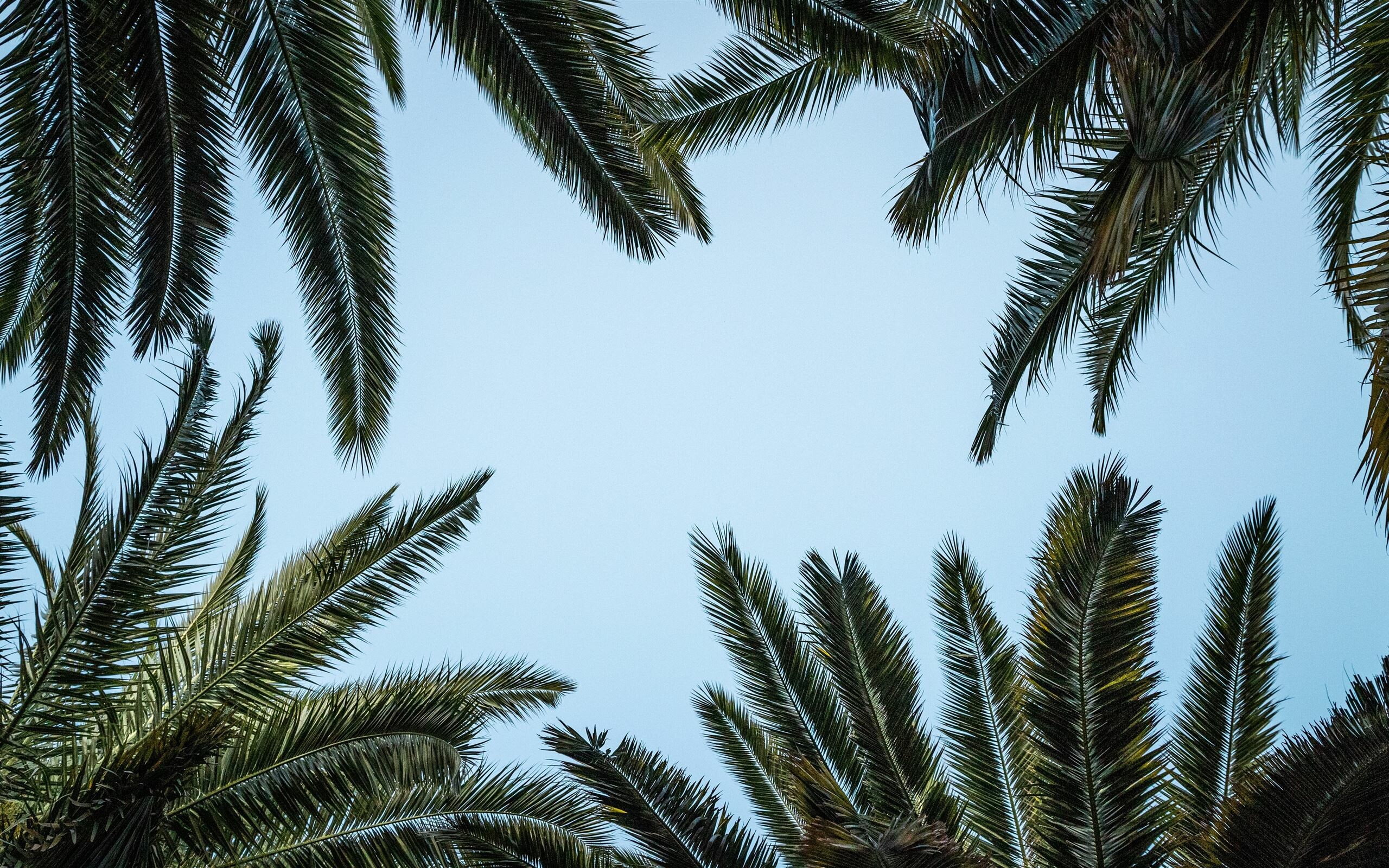 Palm Tree: Tropical trees, Terrestrial plant, Fronds. 2560x1600 HD Background.