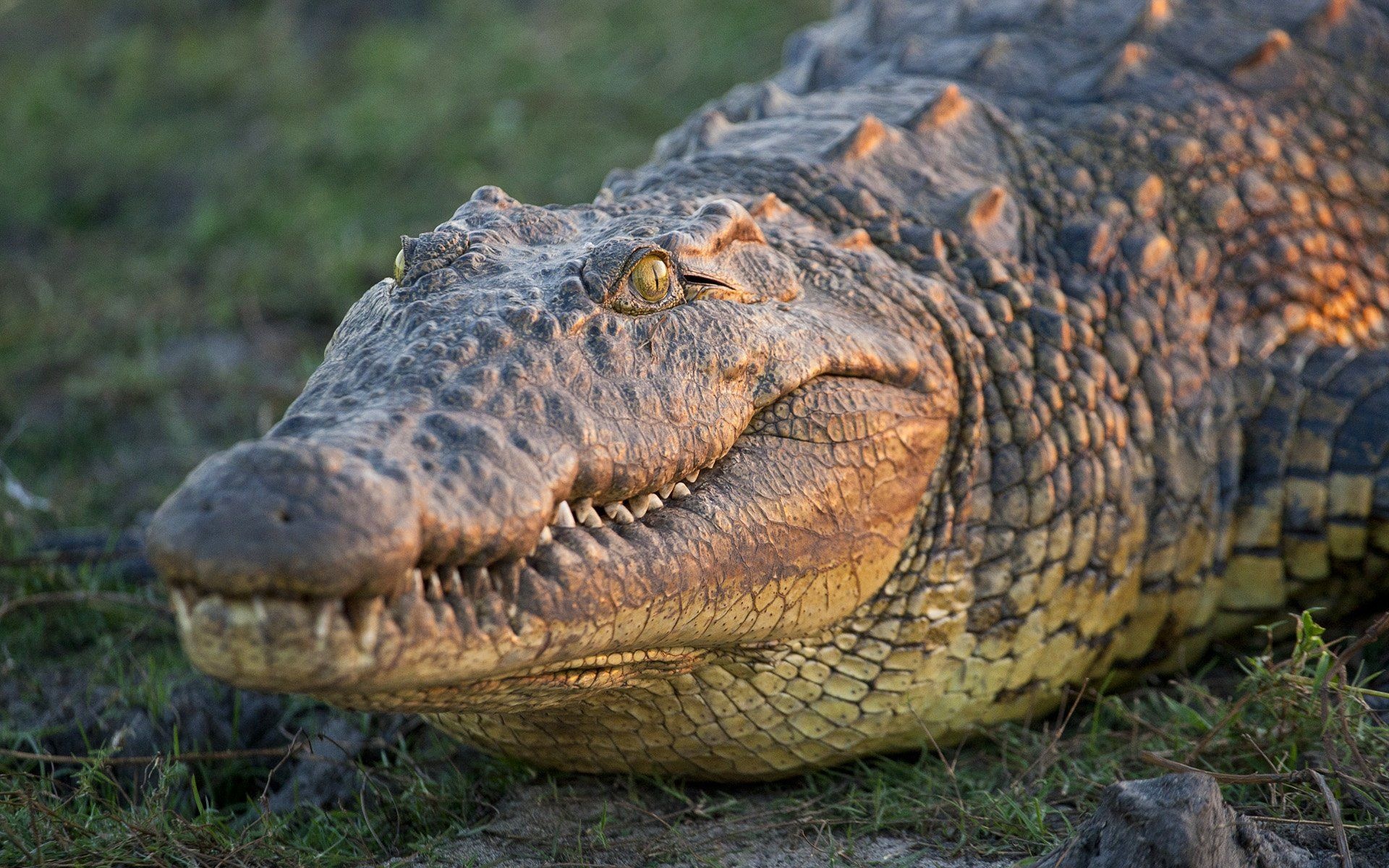 Crocodile: Crocodylus niloticus, One of the most dangerous species, African wildlife. 1920x1200 HD Background.