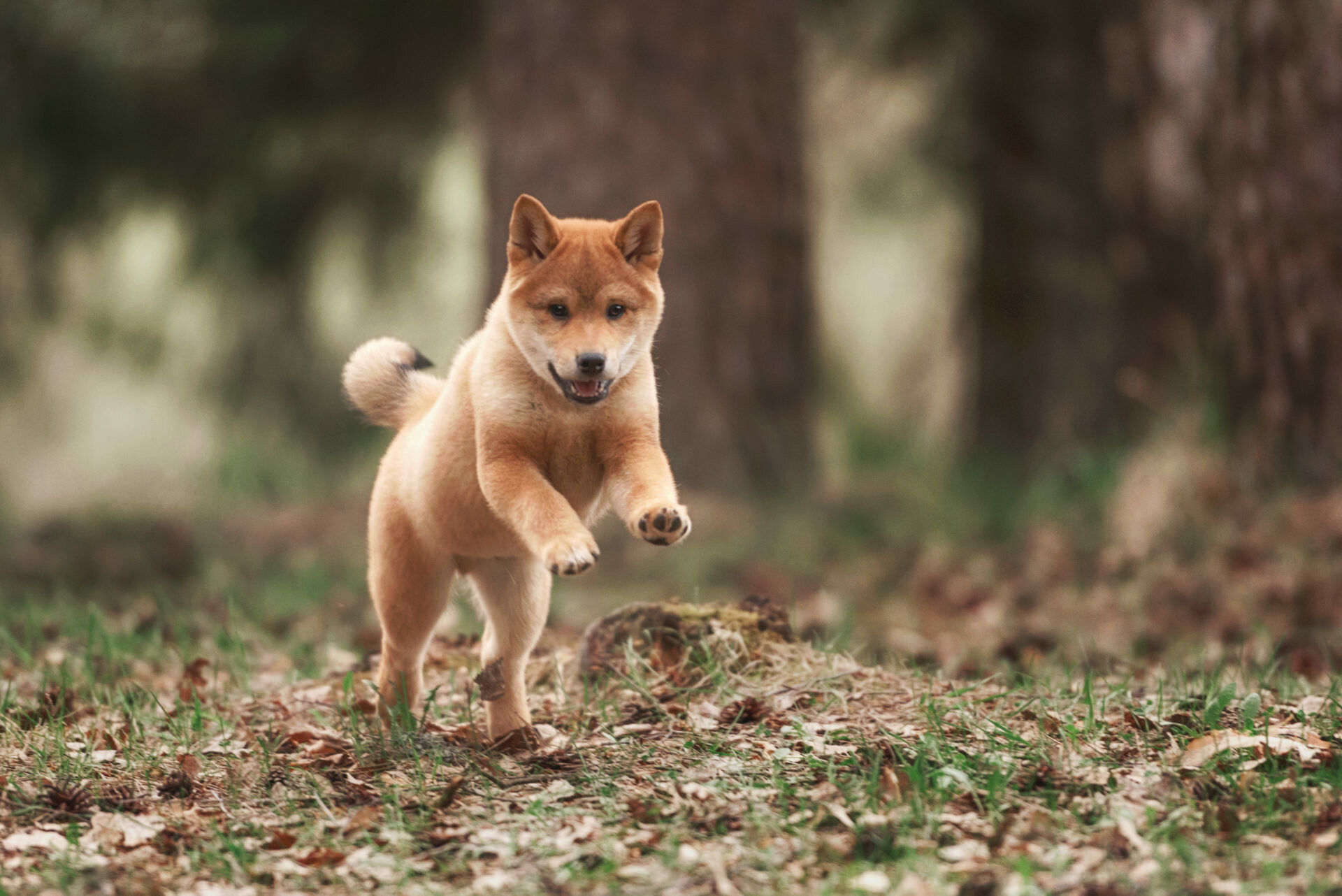 Shiba Inu: The breed lived in the mountainous areas of the Chubu region. 1920x1290 HD Background.