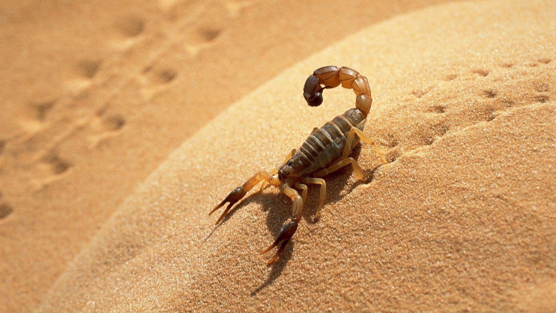 Scorpion (Animal): Arachnids, Perform an elaborate dance called promenade à deux. 1920x1080 Full HD Wallpaper.