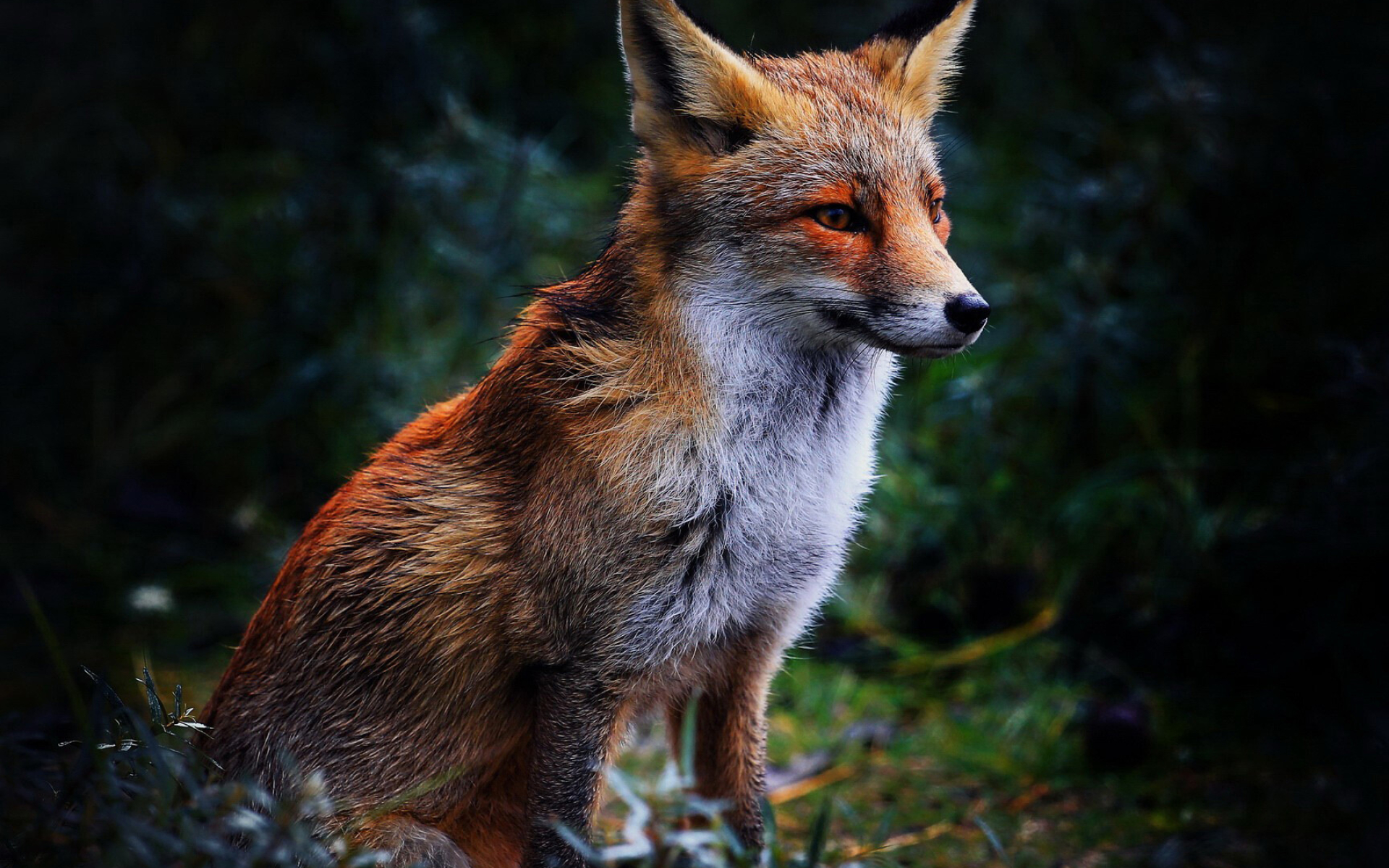 Fox: It varies in color from bright red to rusty or reddish-brown with white underparts. 1920x1200 HD Background.