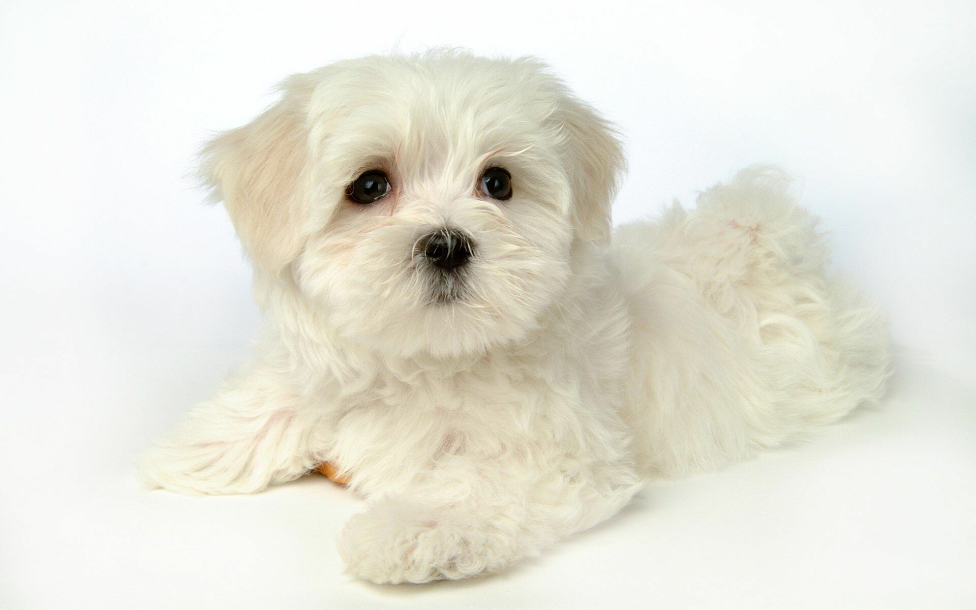 Puppy: Maltese, A young domestic dog. 1920x1200 HD Background.