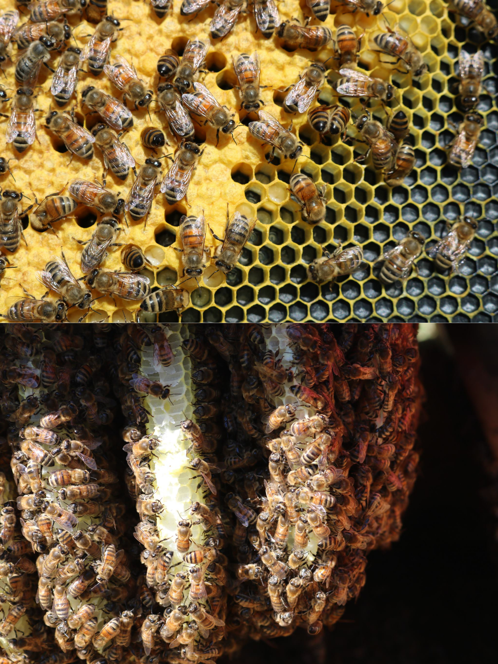 Beehive, inside the beehive, honey bee research, centre, 1730x2310 HD Handy