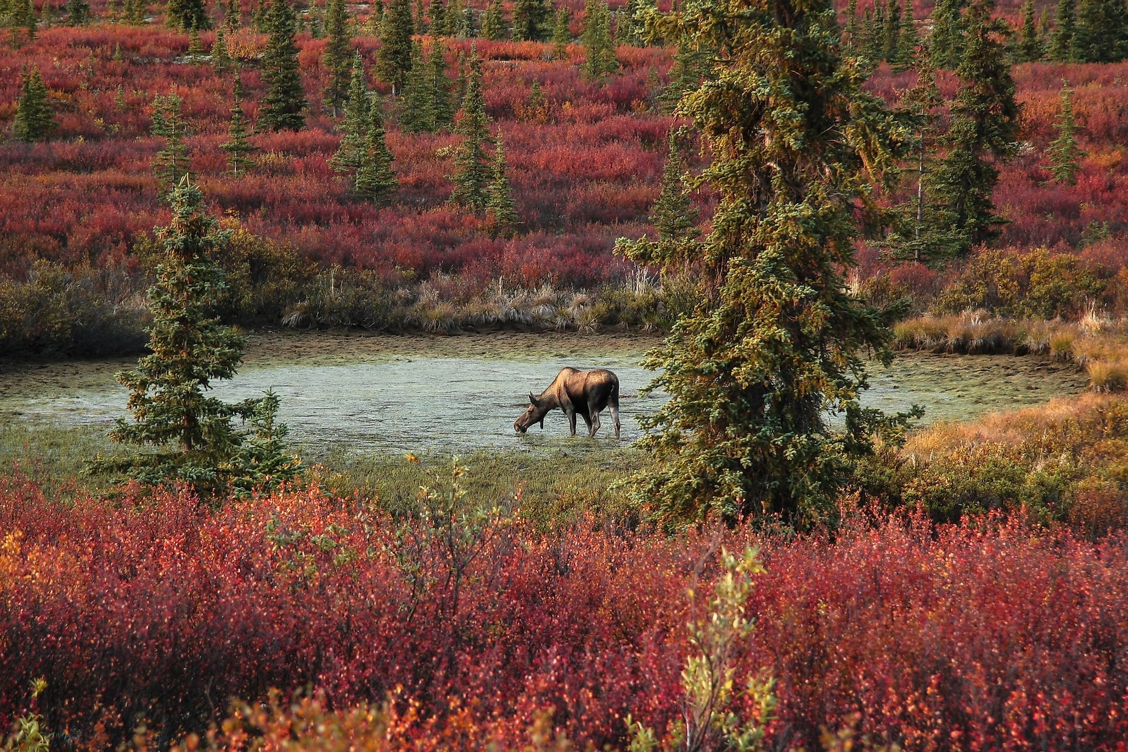 Denali National Park and Preserve, Travels, Alaska's pride, Rich biodiversity, 2200x1470 HD Desktop