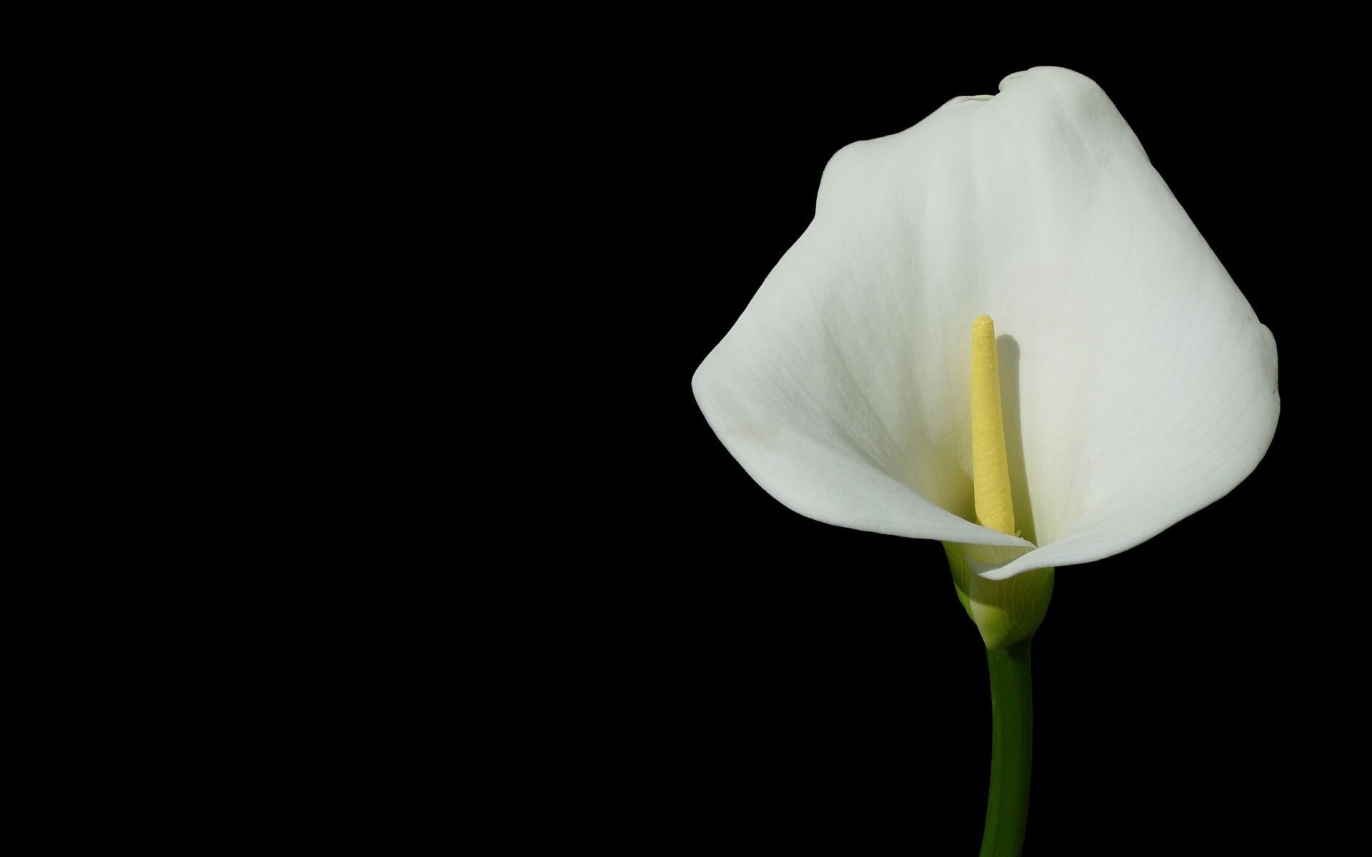 Calla Lily: The sole genus in the tribe Zantedeschieae in a 1997 classification of the Araceae. 1920x1200 HD Background.