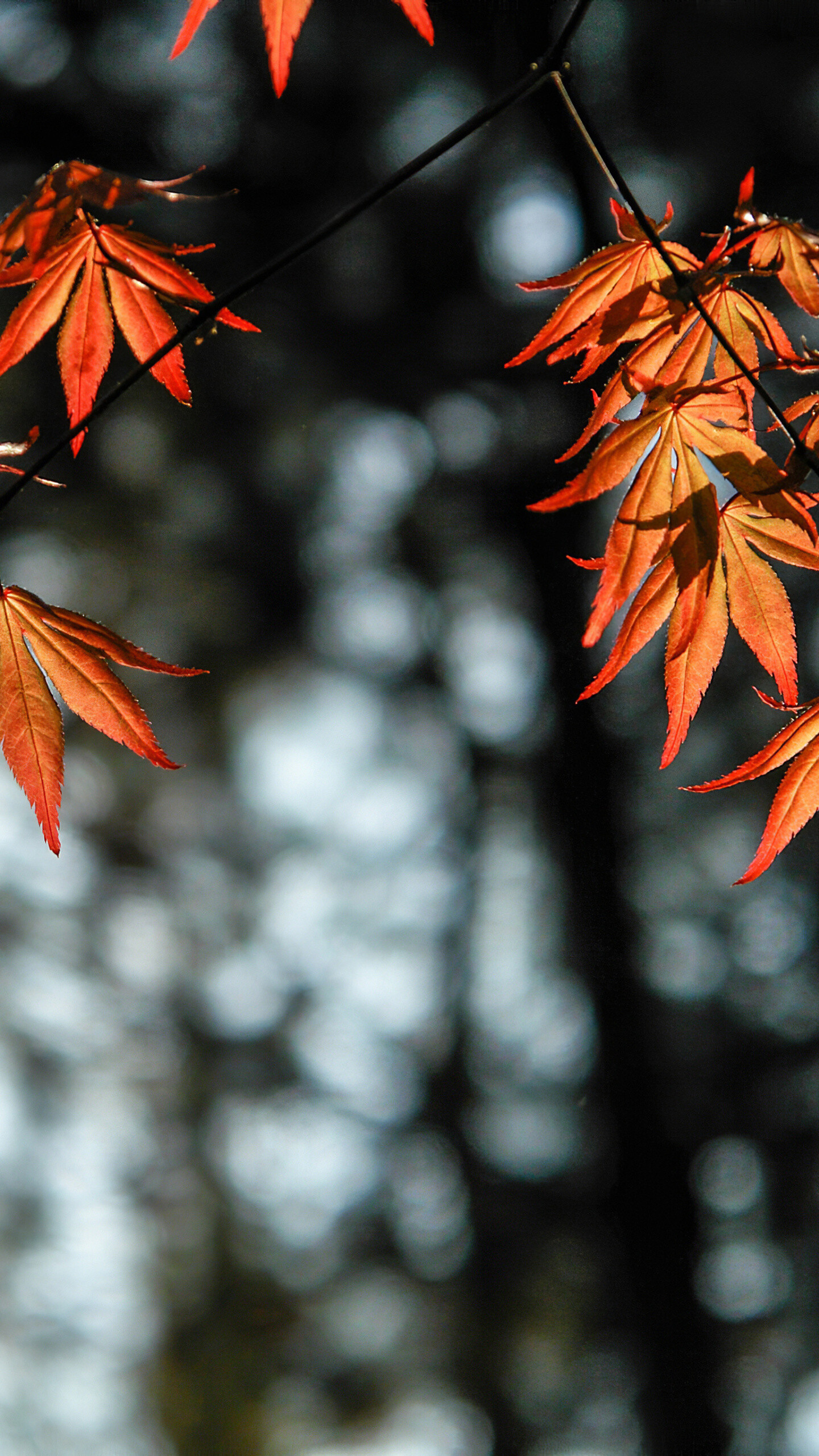 Leaves: The Autumn Blaze maple tree, Brightly colored foliage. 1440x2560 HD Background.