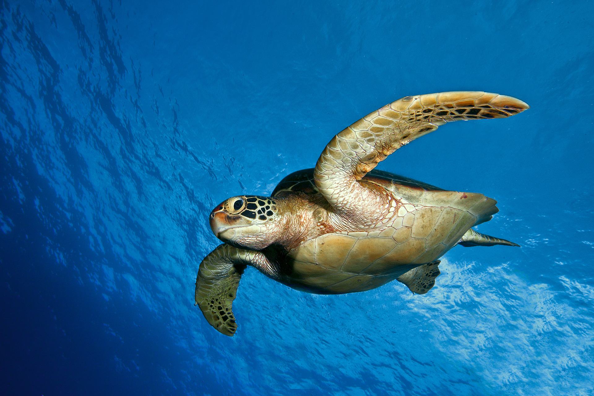 Ocean animals wonder, Sea turtle charm, Underwater spectacle, Wildlife beauty, 1920x1280 HD Desktop