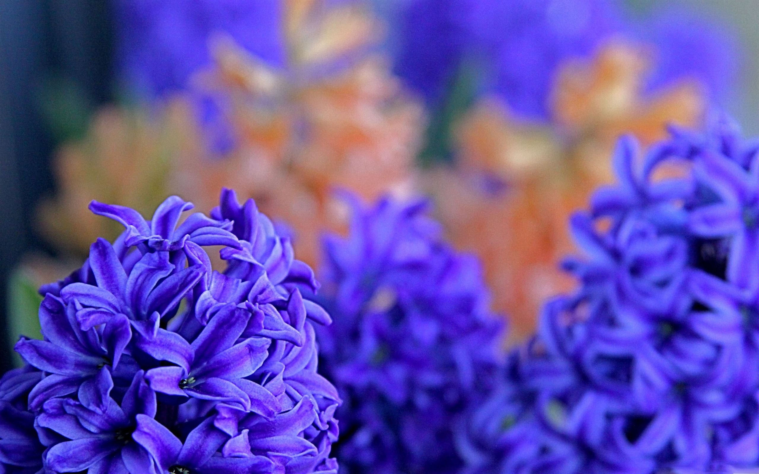Hyacinth wallpaper, MacBook air, Nature's grace, Serene backdrop, 2560x1600 HD Desktop