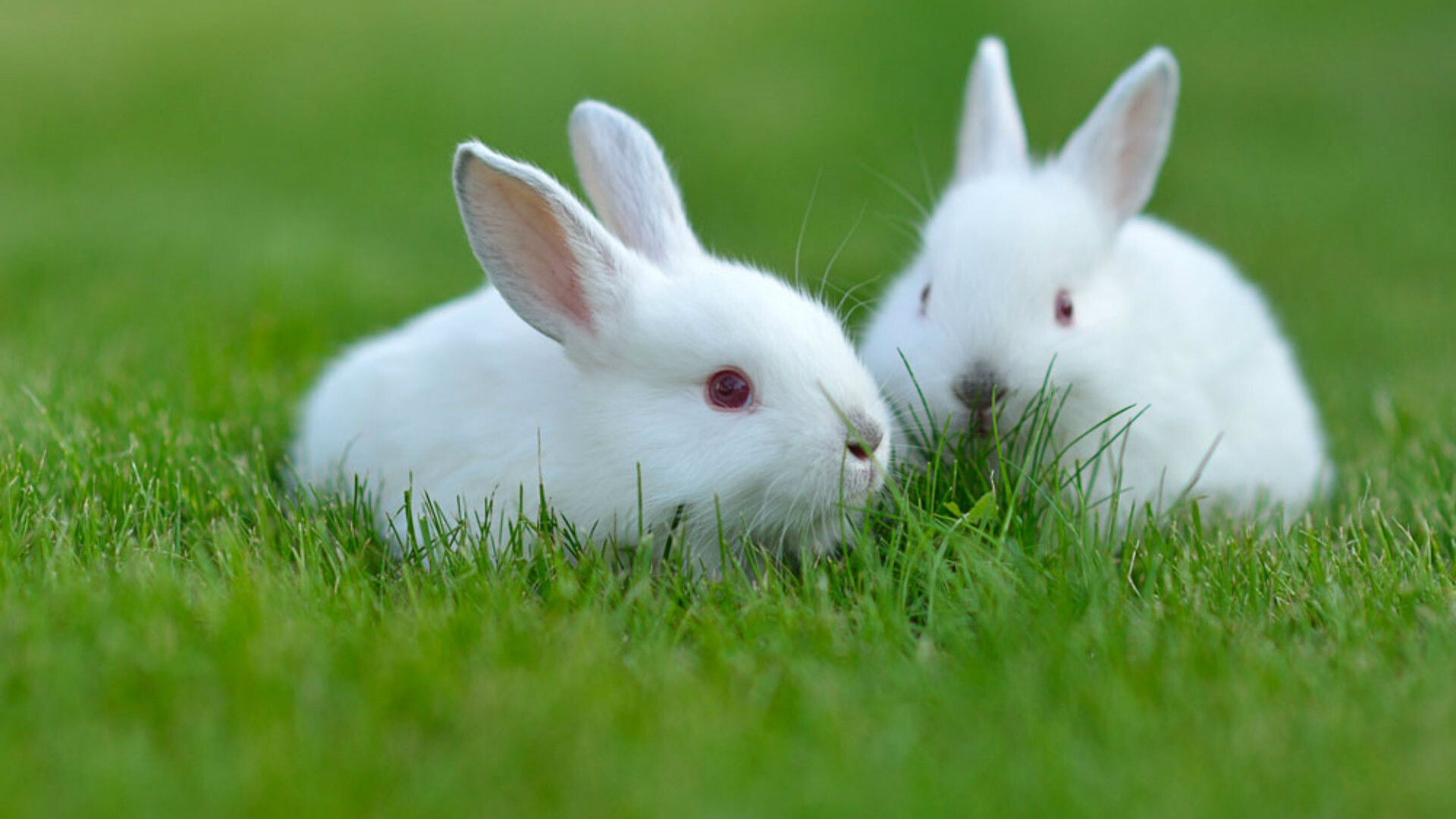 Rabbit: Small mammals in the family Leporidae, Bunnies. 1920x1080 Full HD Background.